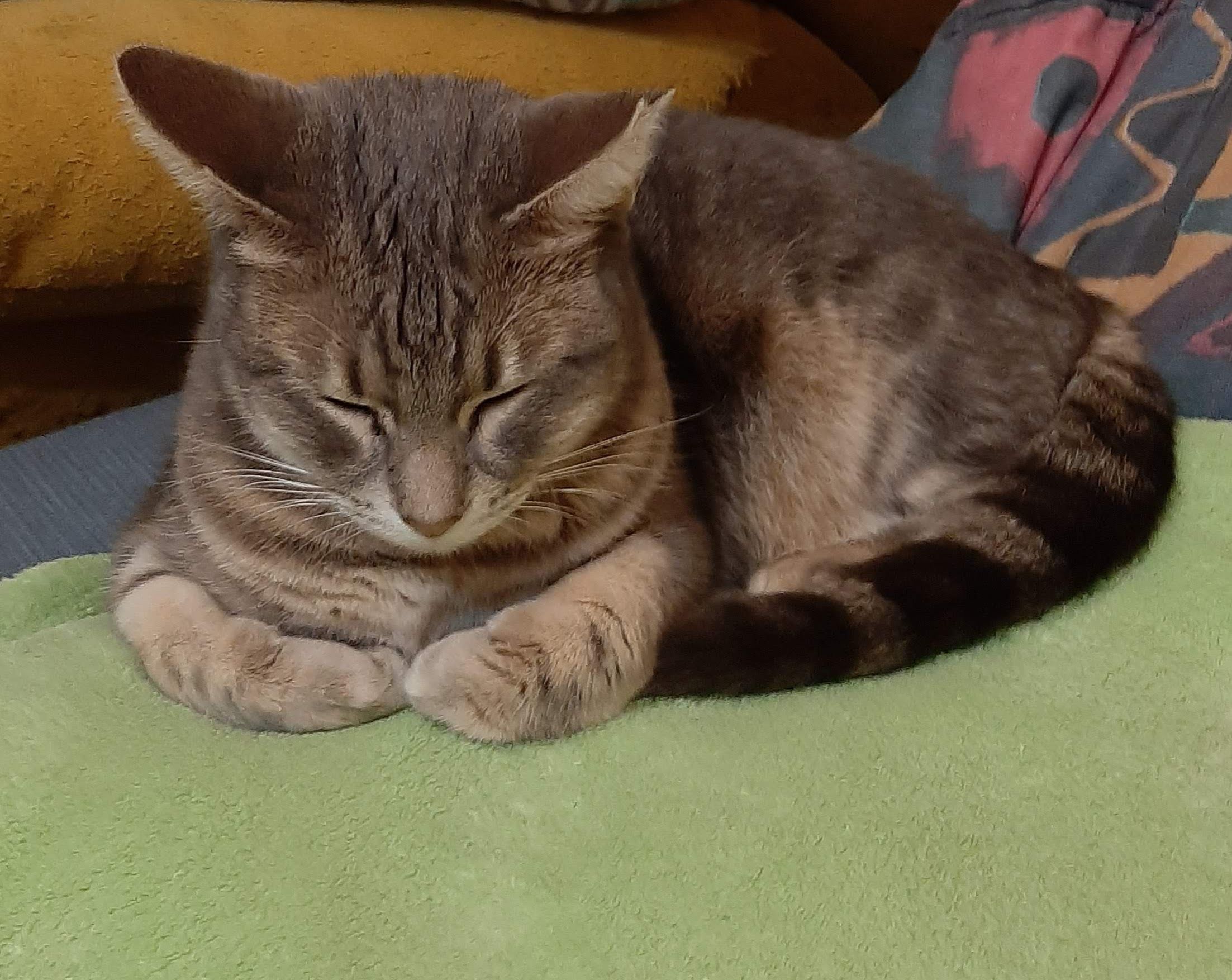 Pelusa - Camí De La Milana, Palma