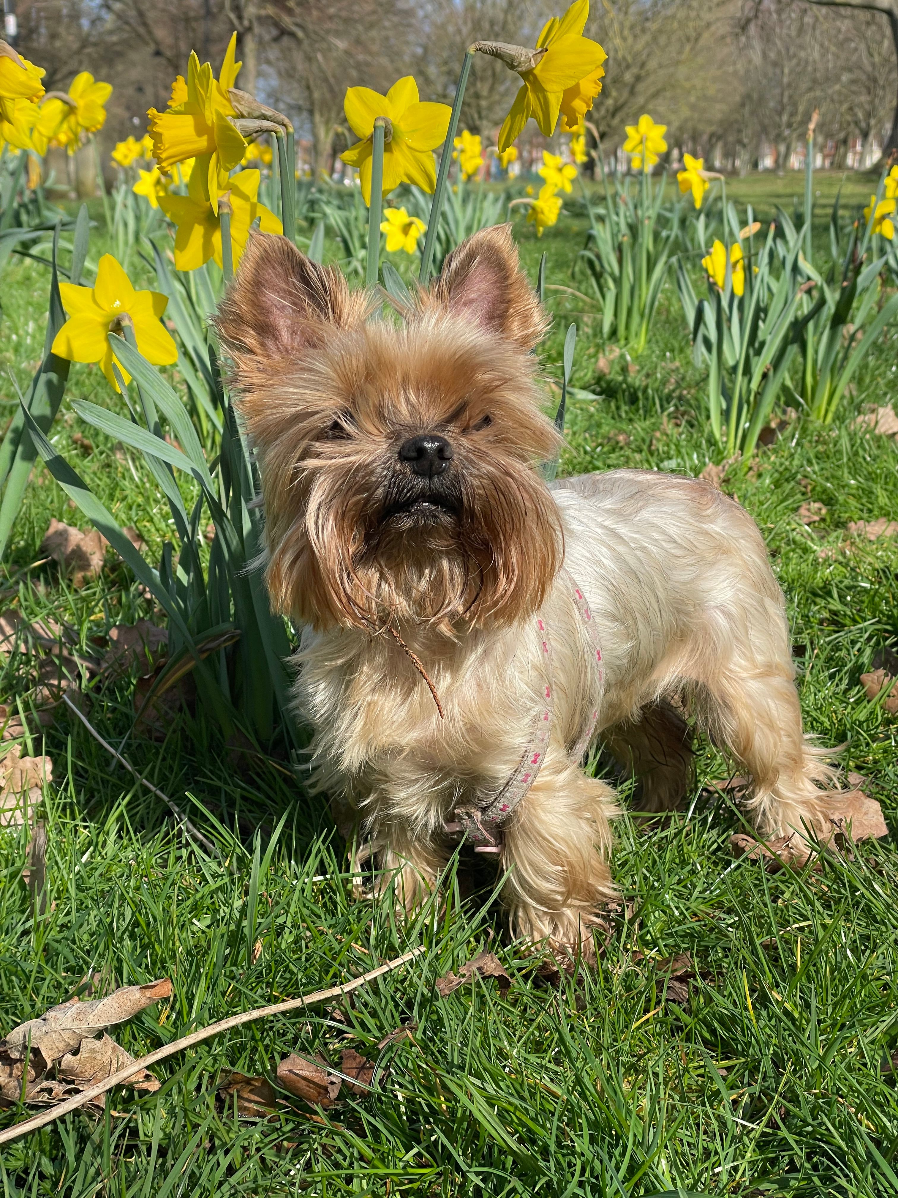 Missy - Kingsley Road, Northampton