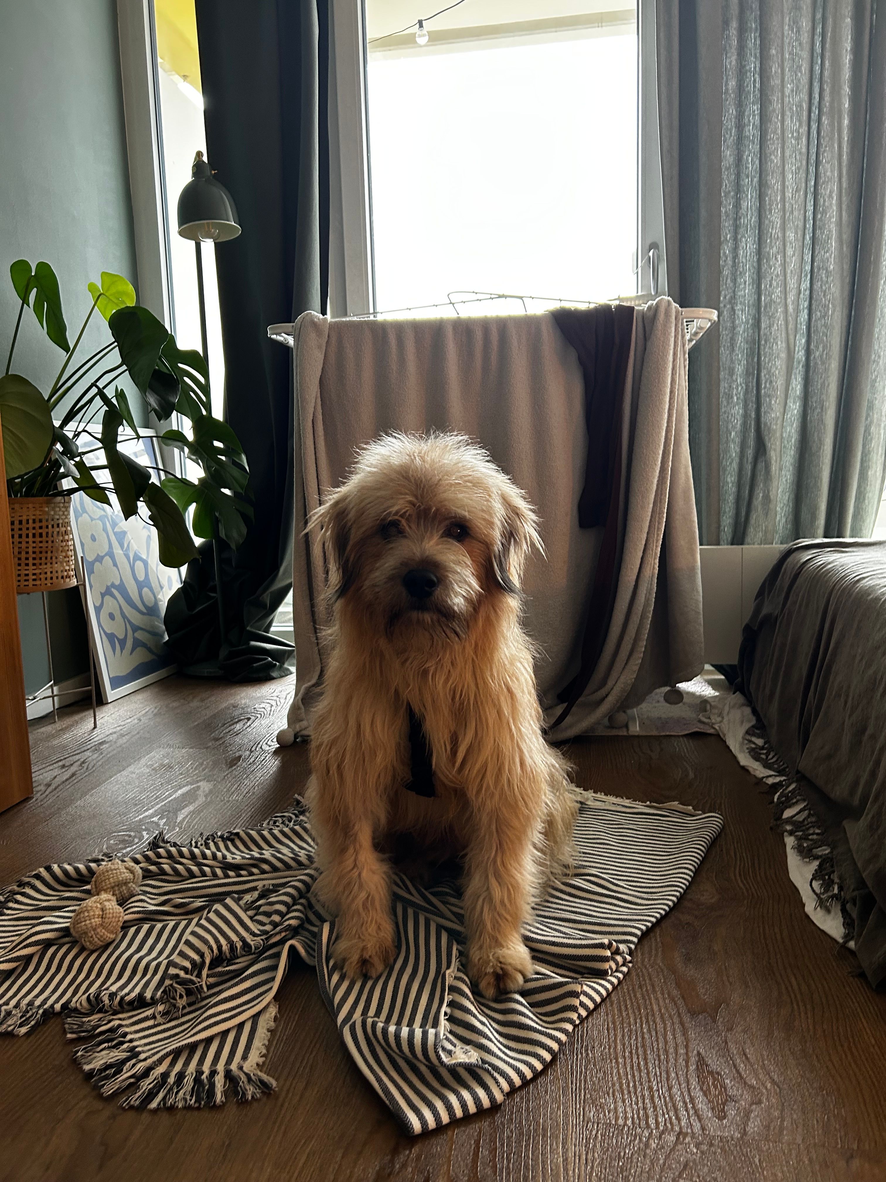 Henry  - Tauberzell 68, Adelshofen