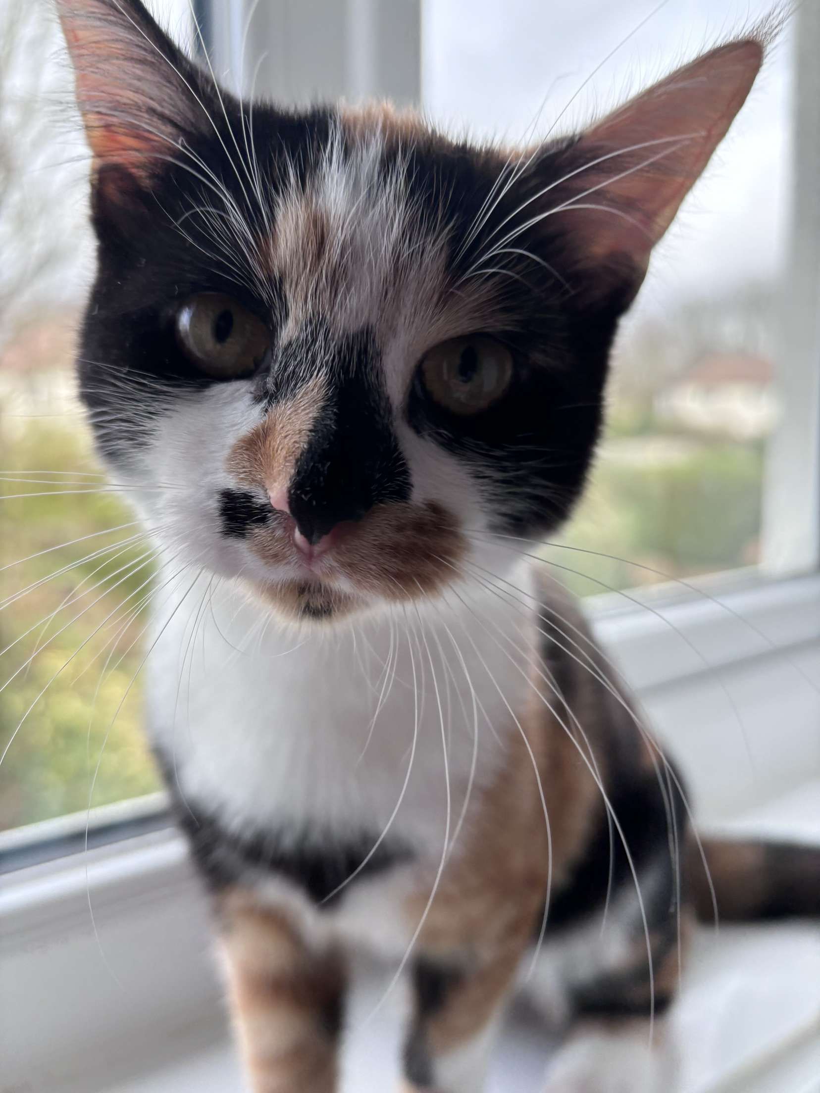 Iris - Marham Burnthouse Crescent, King's Lynn