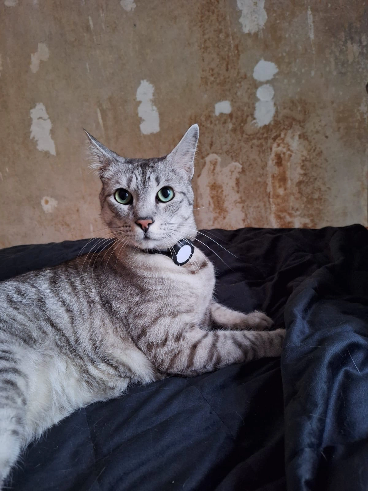 Oliver - Fredericiastraße, Berlin