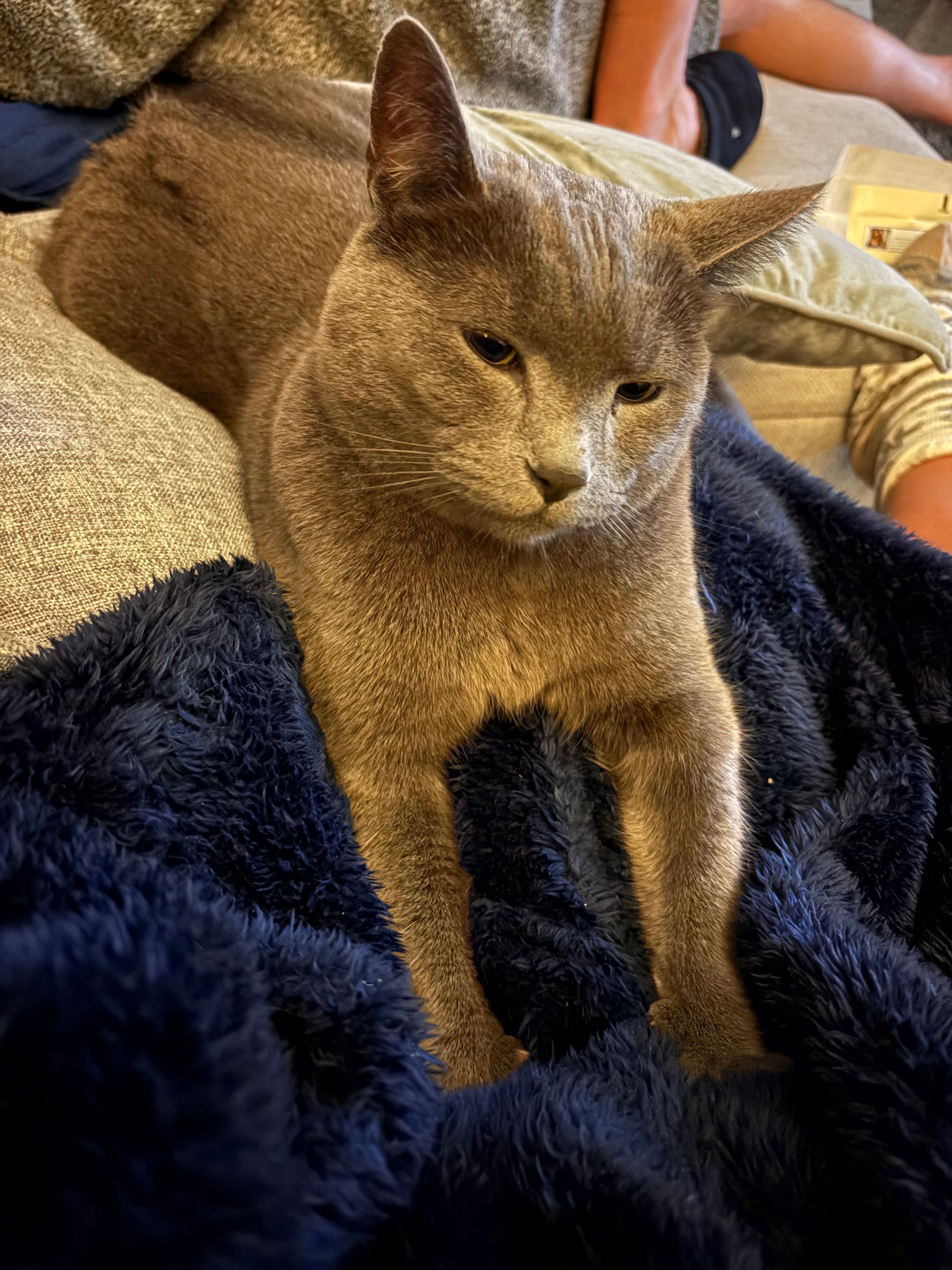 Bojo - Appleby Drive, Goole