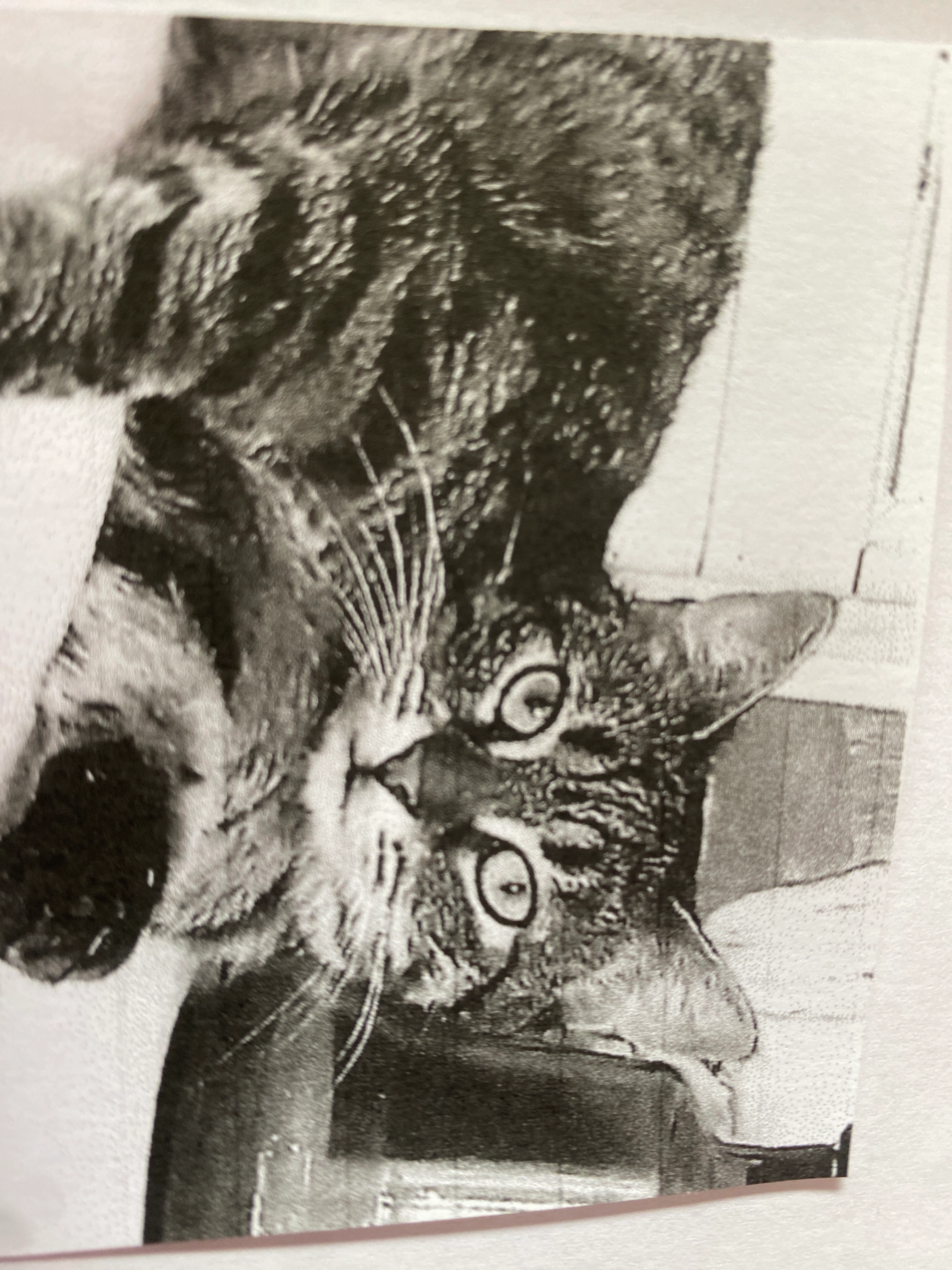 Friponnette  - Rue de Beauvais, Auteuil