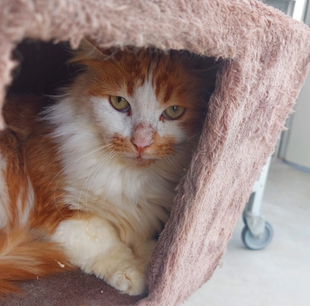 Louie - Dimbacher Straße, Obersulm