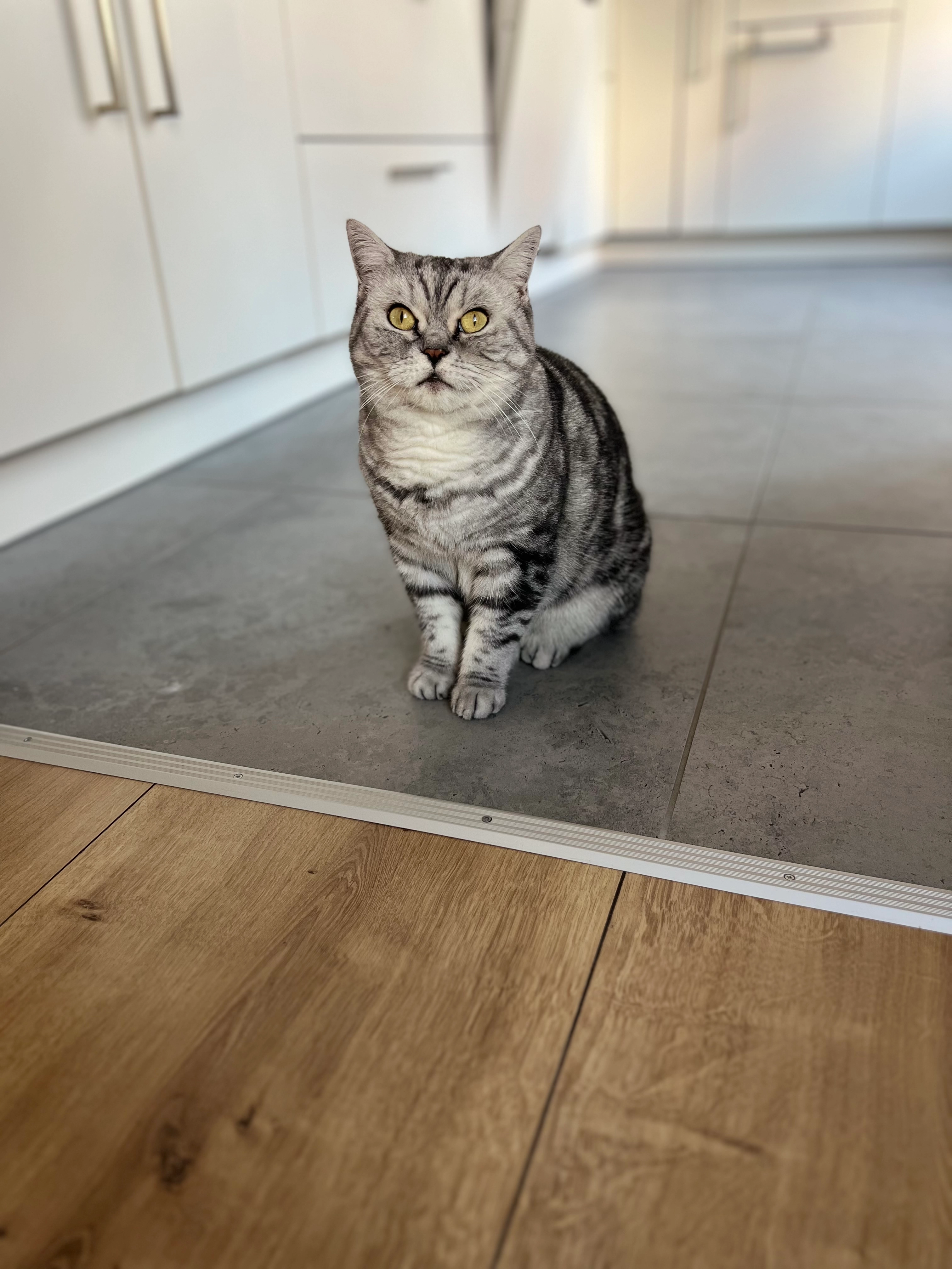 Tabby - Mühlpfad, Haßloch