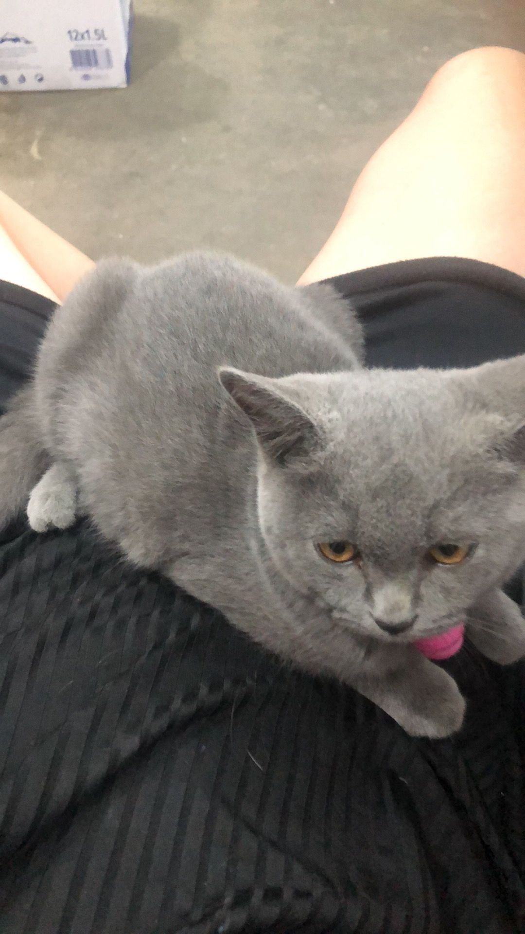 Zu Eii - 120801, Phnom Penh