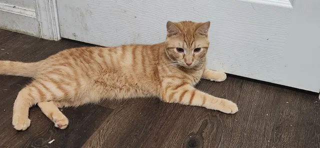 Freddy - Norwood Street, Harrisonburg