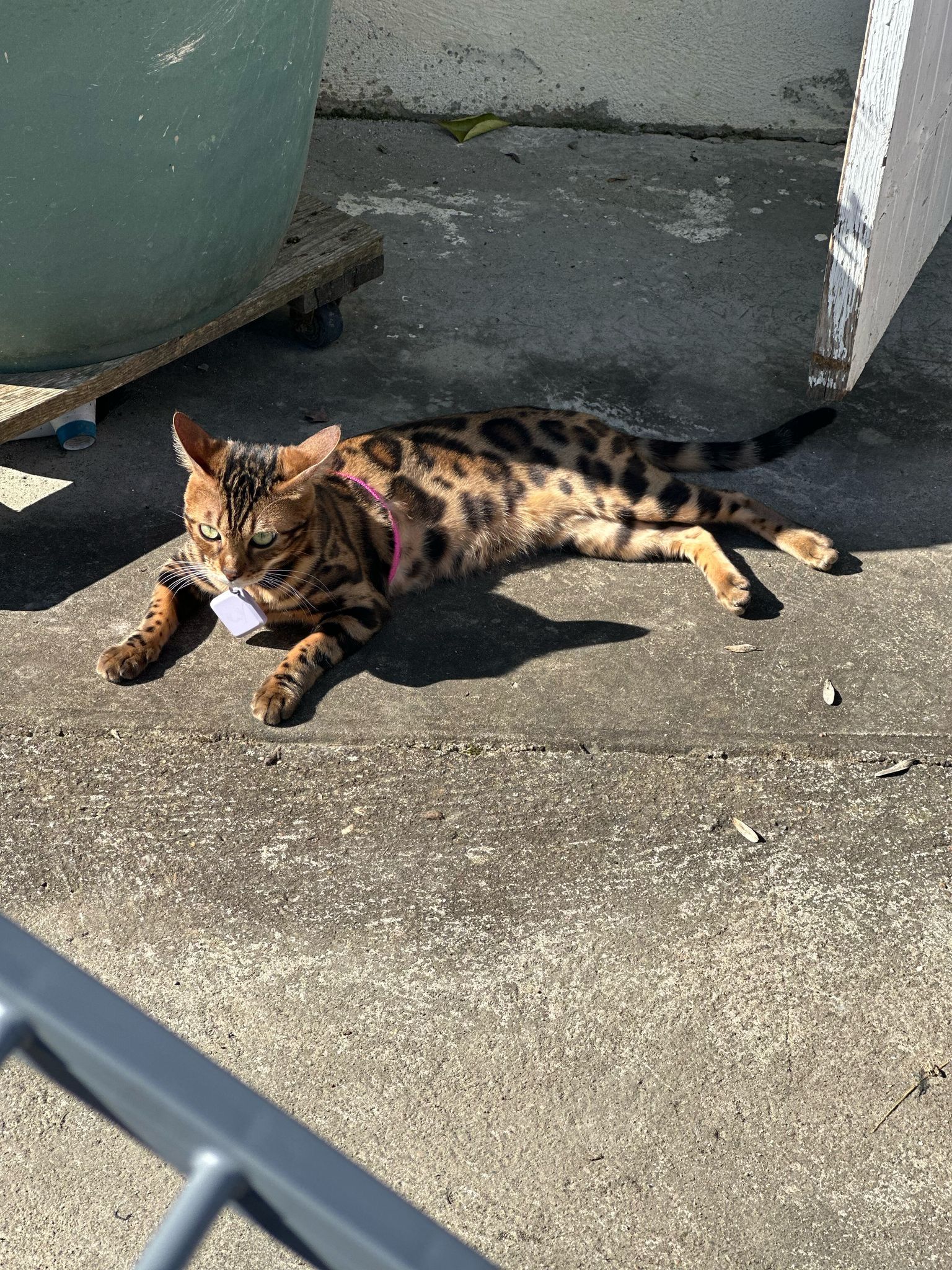 Sabarie - 10 Route de Saint-Philippe d'Aiguilhe, Puisseguin