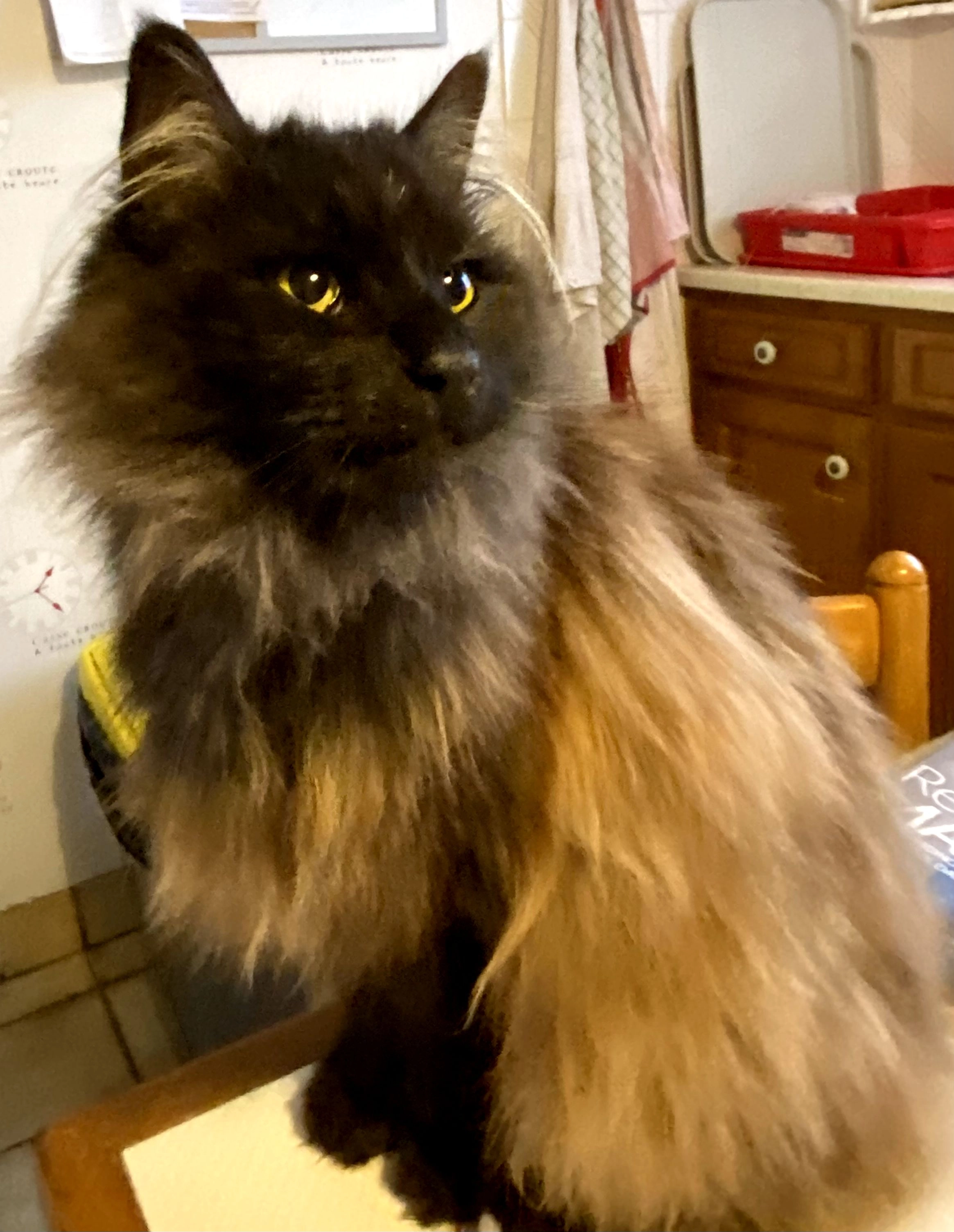 Caline  - 20 Rue Aristide Bruant, Fleury-les-Aubrais