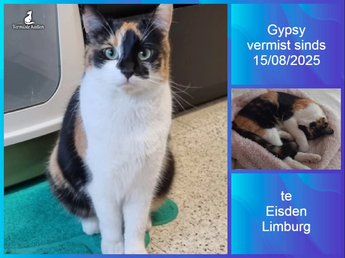 Gypsy - Natiënlaan, Maasmechelen