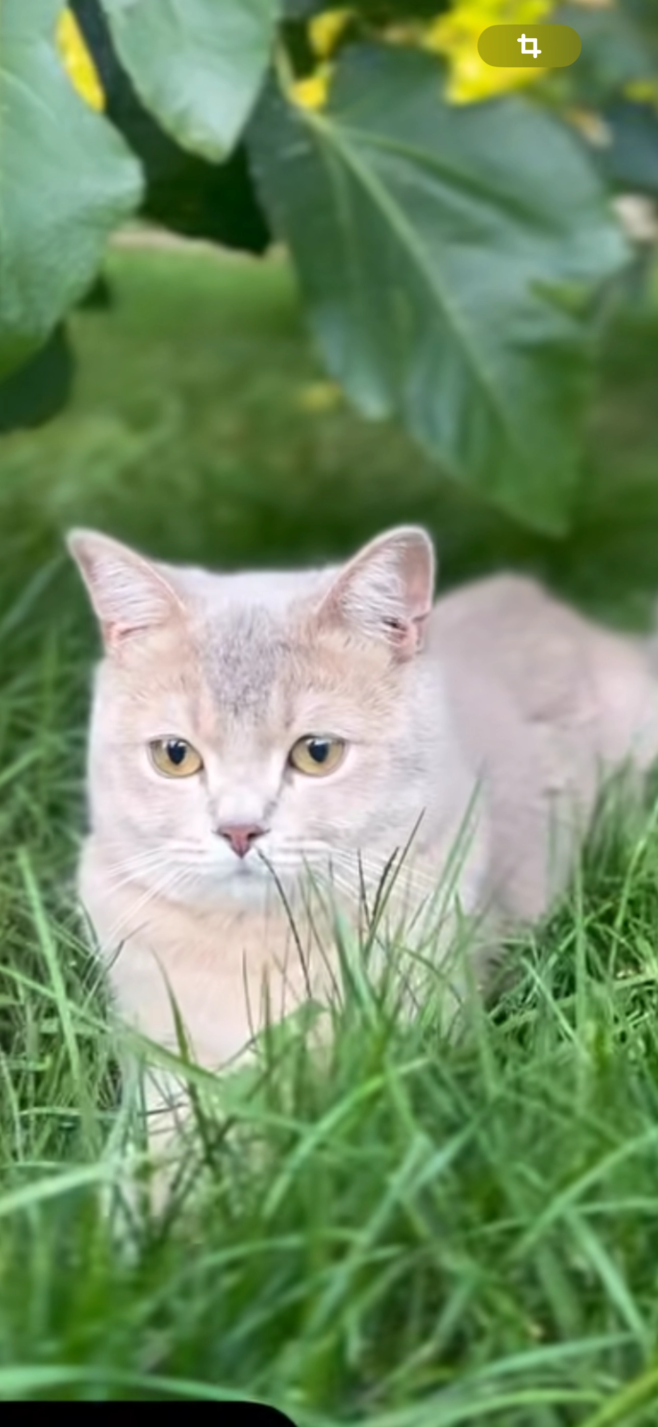 Simba - Zemstsesteenweg 77, Zemst