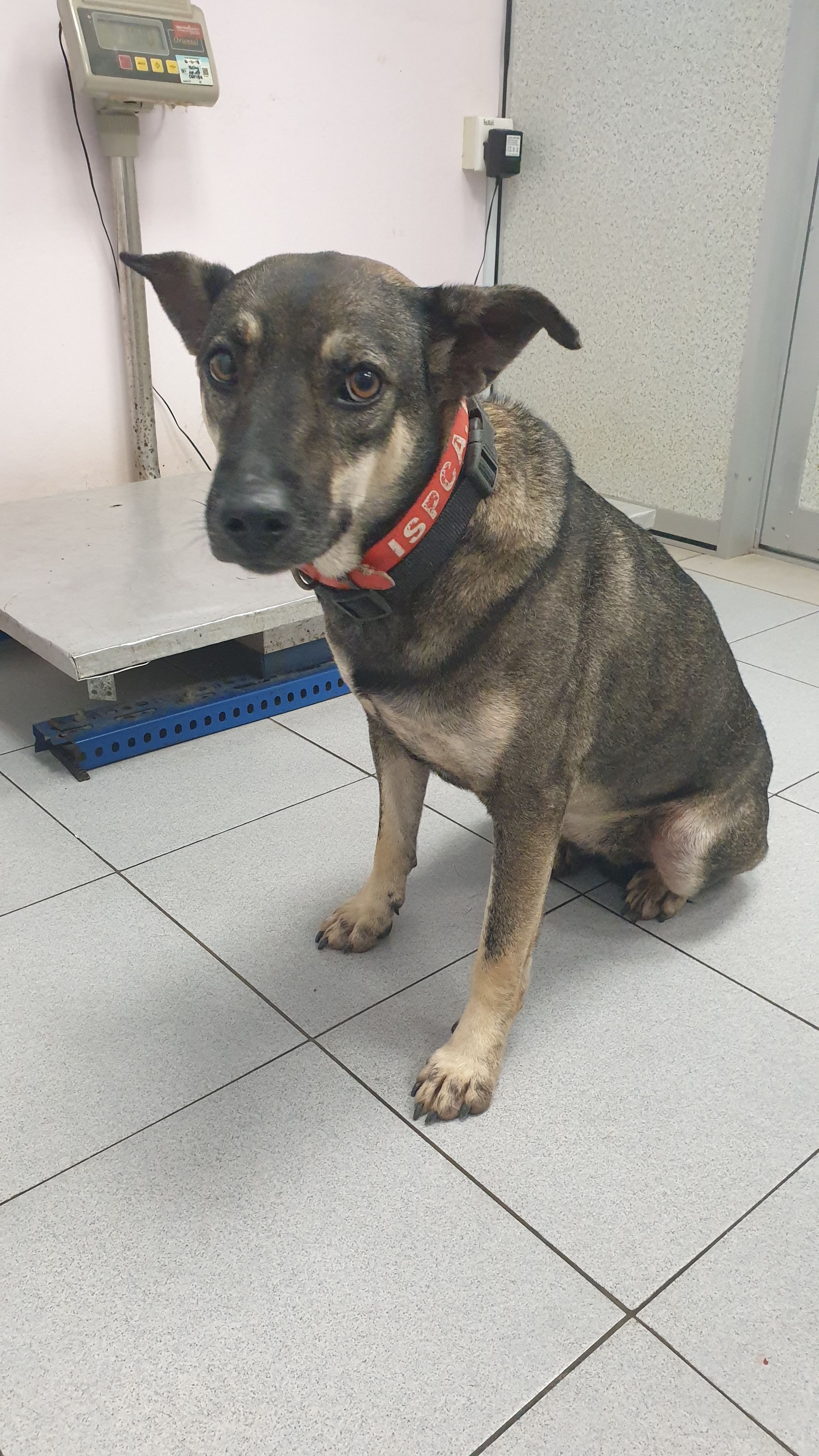 Lulu - Papan Dumpsite, Ipoh