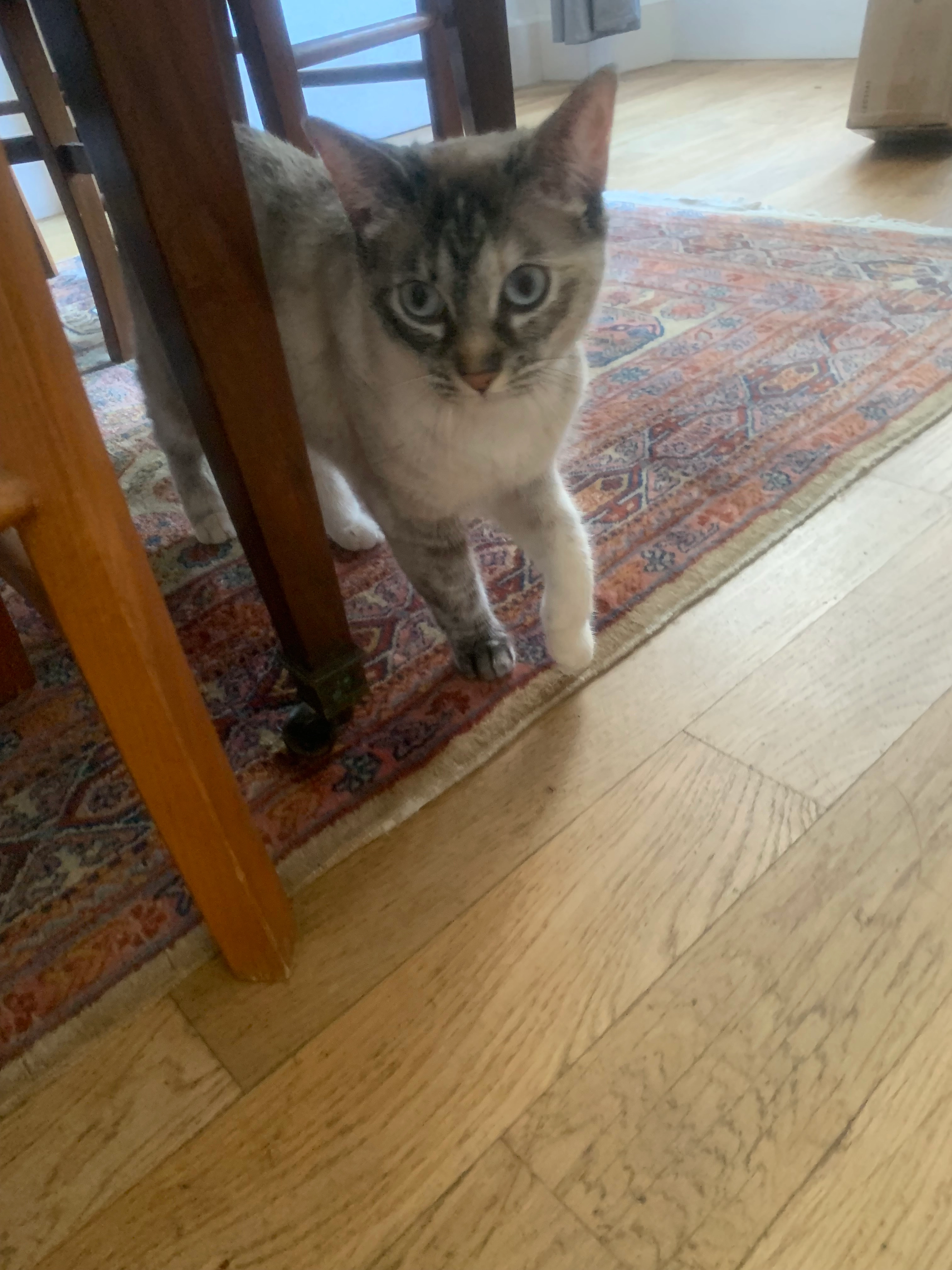 Maya - Boulevard Paul Baudin, Montargis