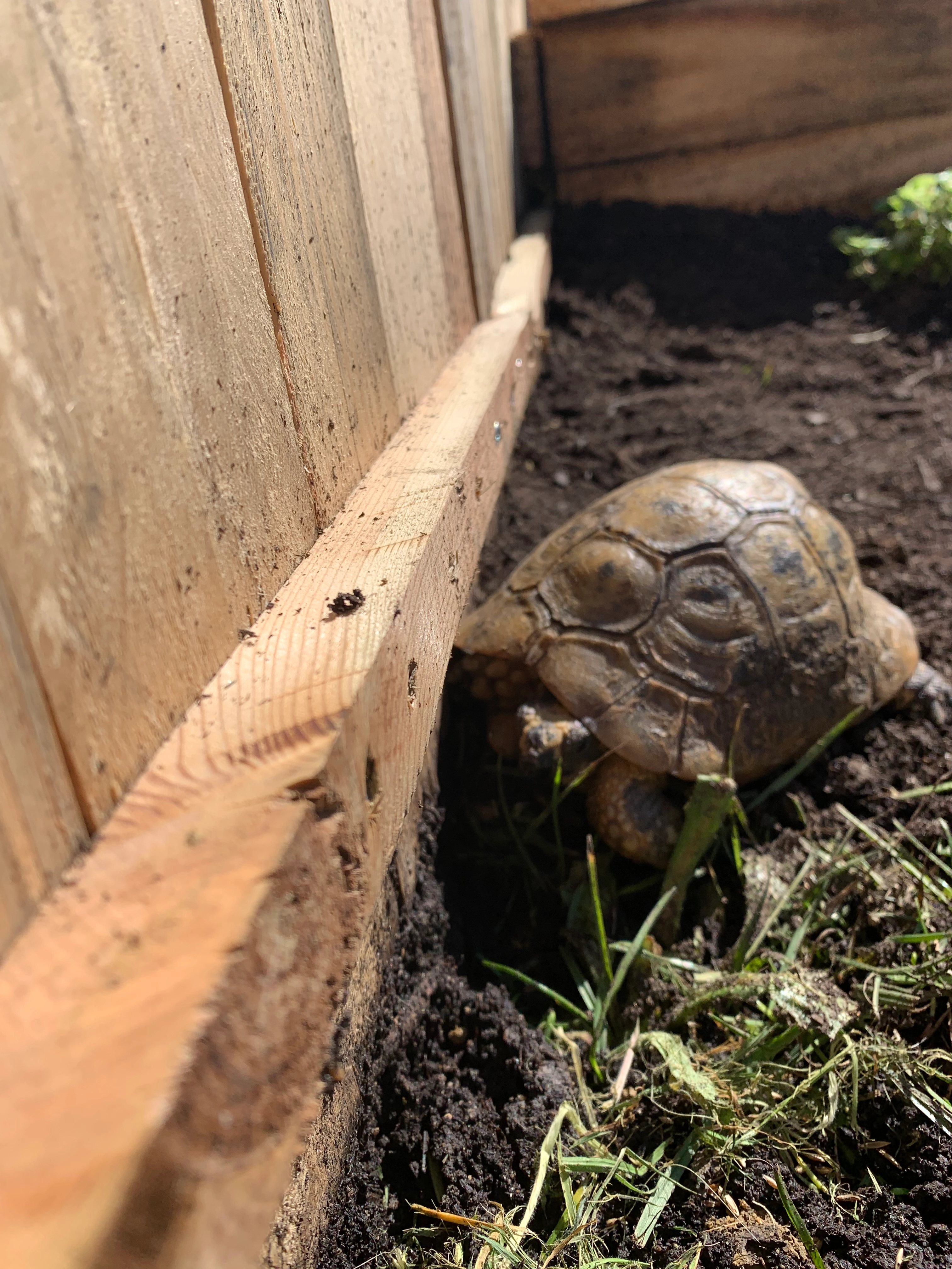 Oogway - 21 Chemin du 19 Mars 1962, Estillac