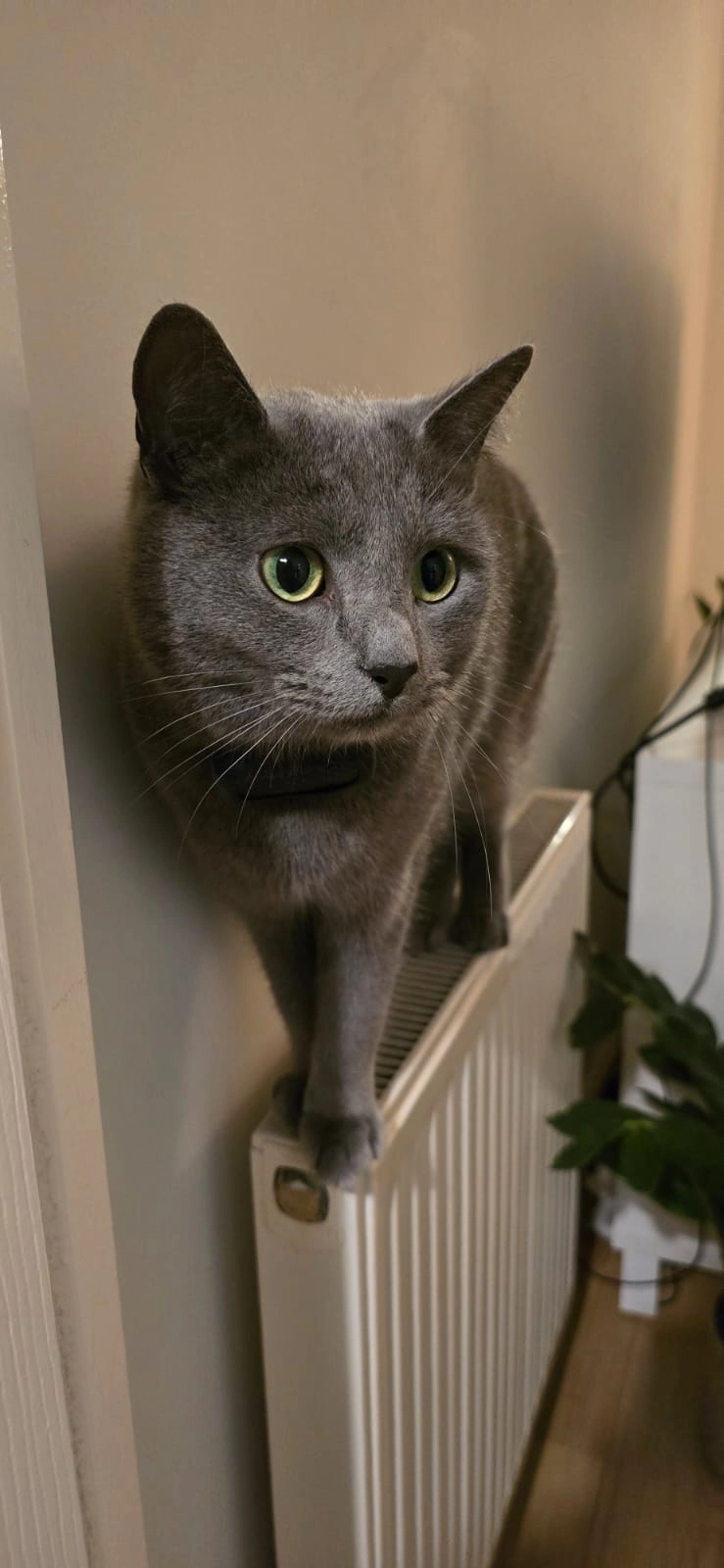 Dewey - Hubble Road, Cheltenham