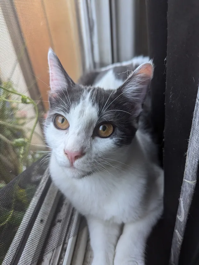 Mila - West 23rd Street, Long Beach