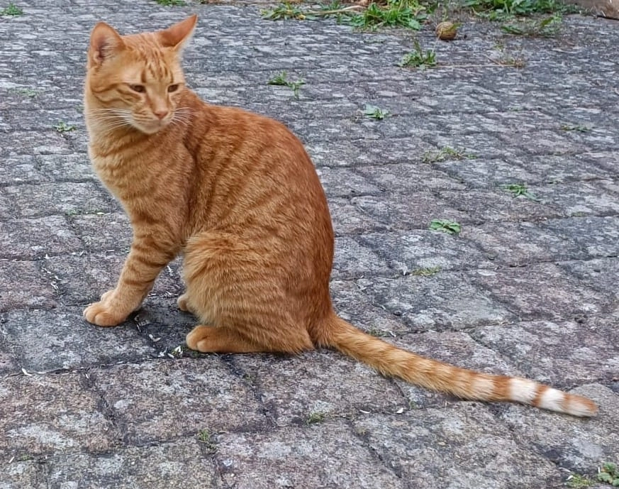 Hector - Vordergasse, Partenheim