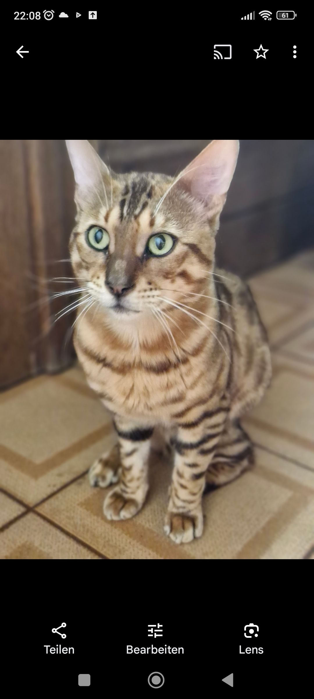 Lion King - Bergstraße 2, Niederhollabrunn