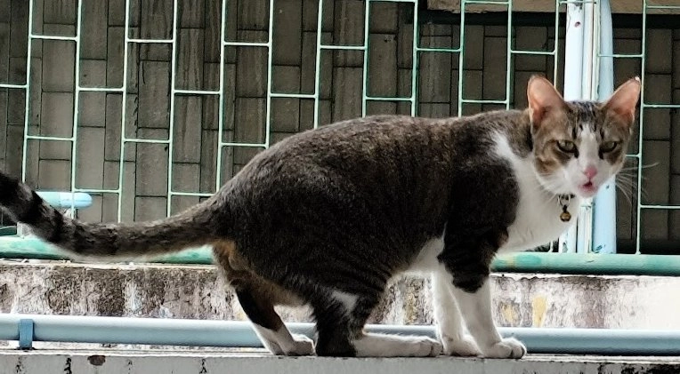 Tiger - Chaiya Pruek 3, Pattaya