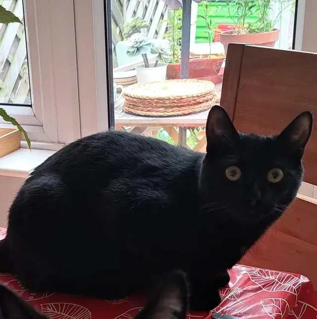 Coco - Livesey Close, Kingston upon Thames