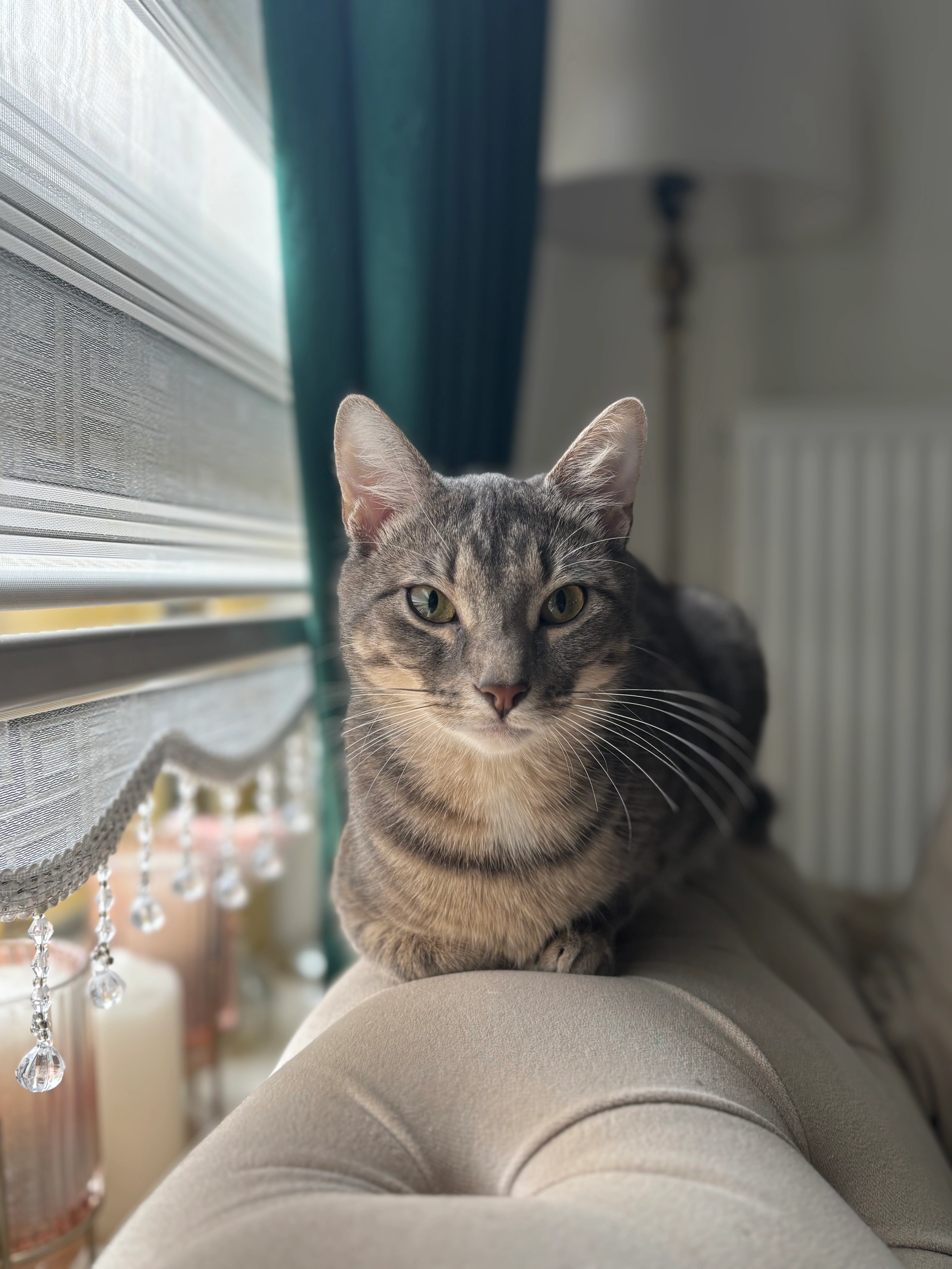 Minoesh - Désiré Fiévéstraat, Gent