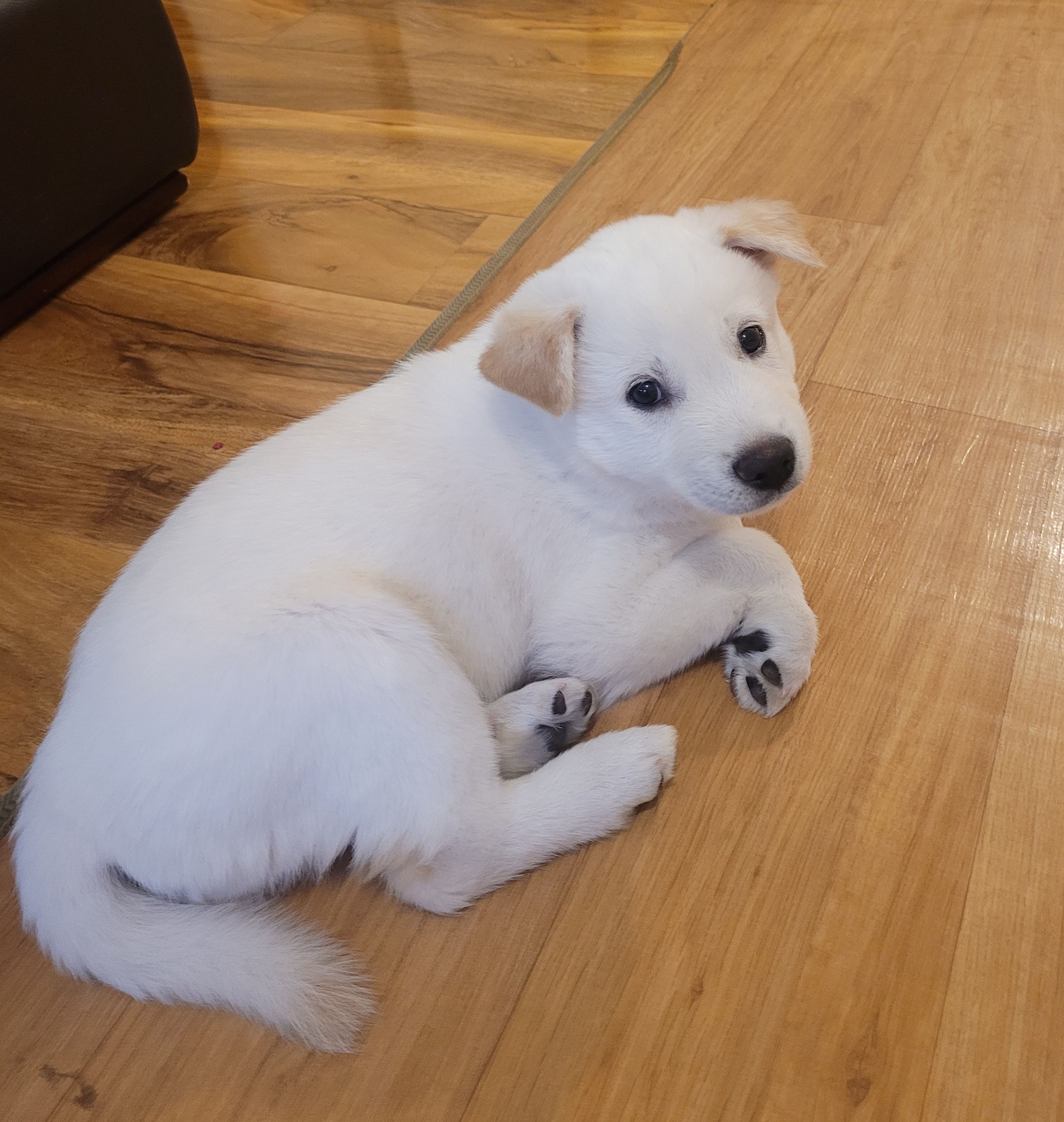 Dori - Cavendish Road, New Malden