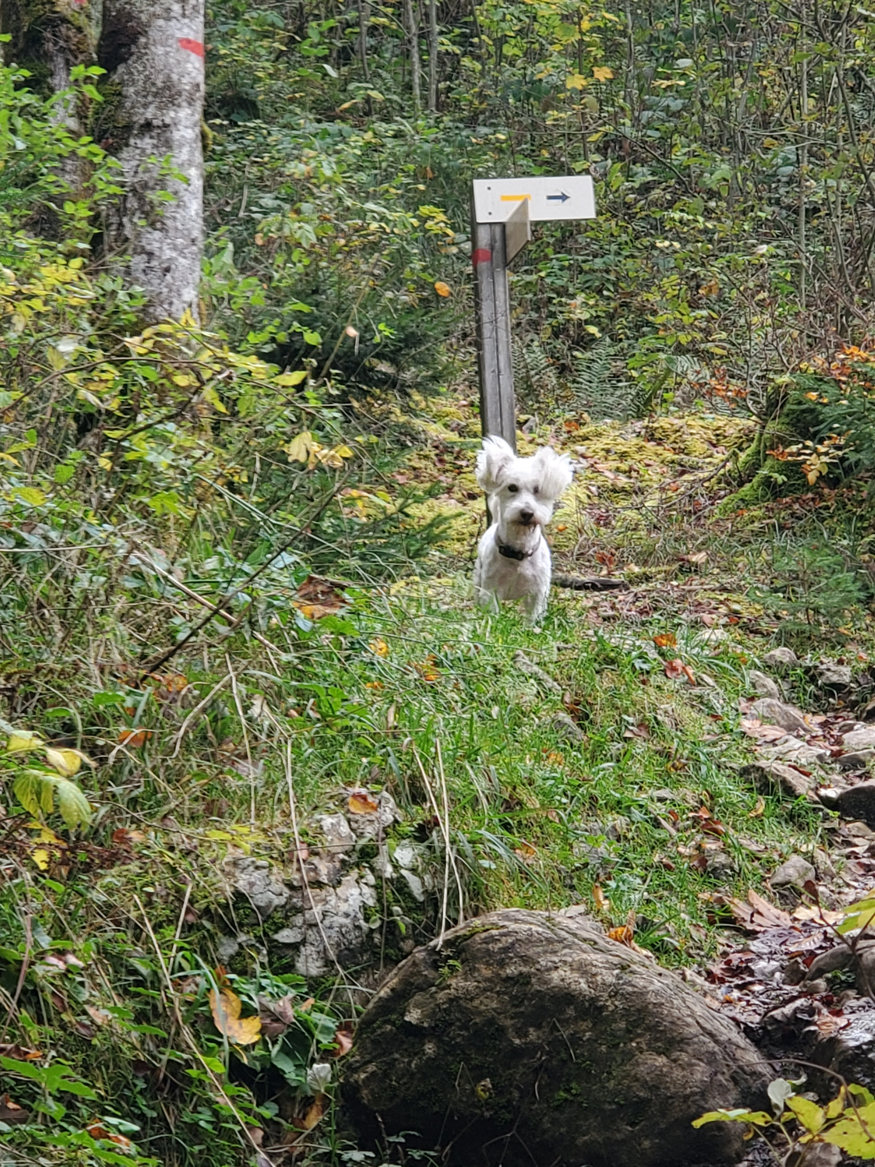 Peps - D 619, Provins