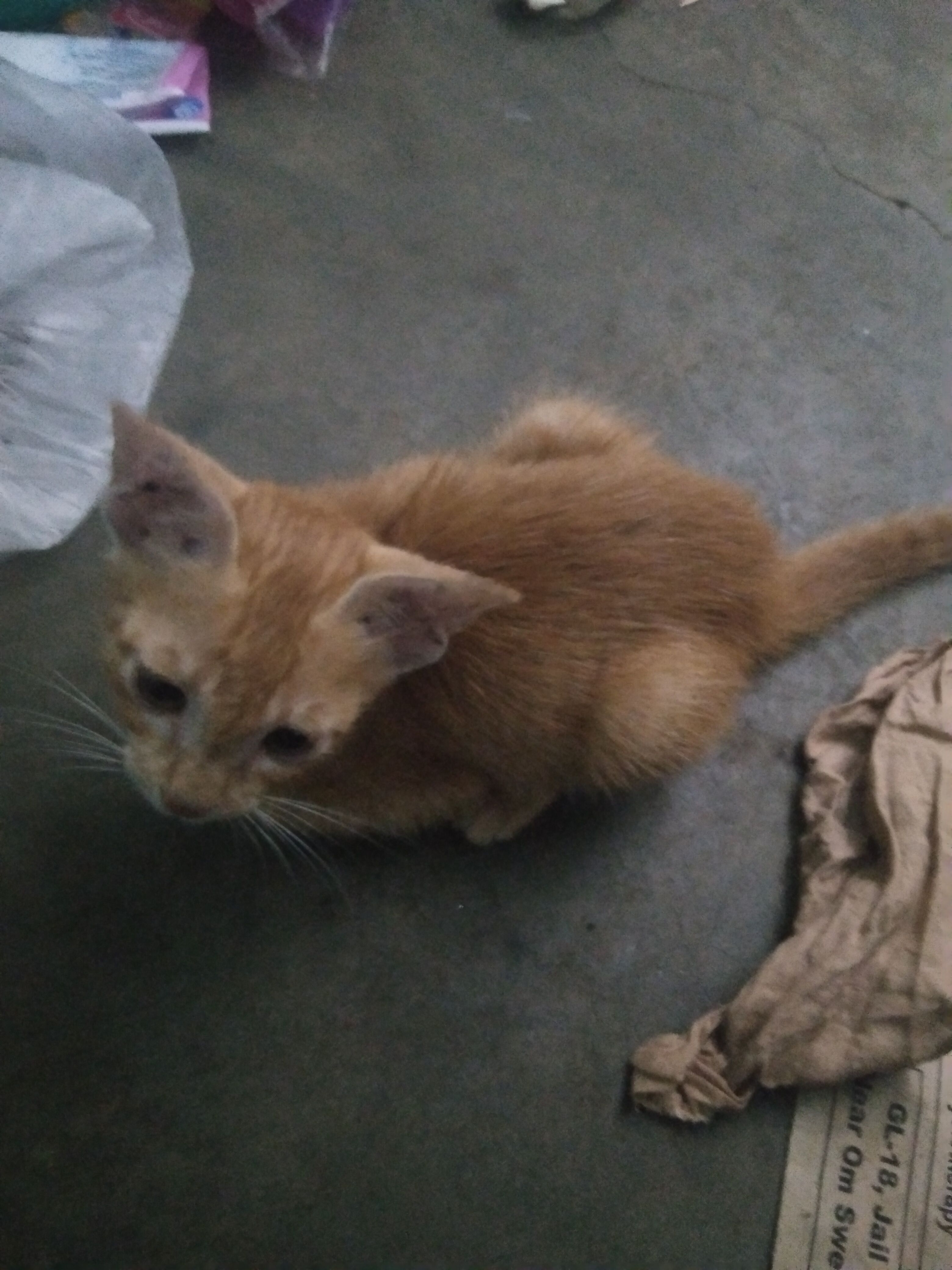 Kitti - 80 Foot Road, New Delhi