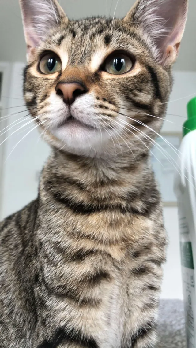 LOKI - Young Road, London