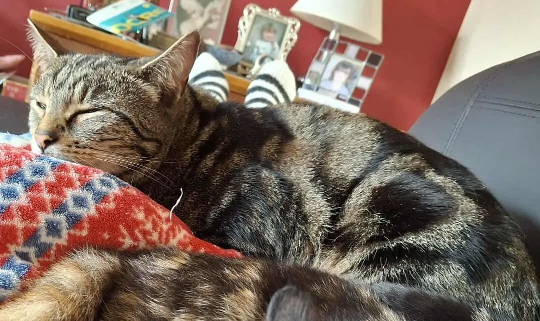 Pudding - WN2 4, Wigan