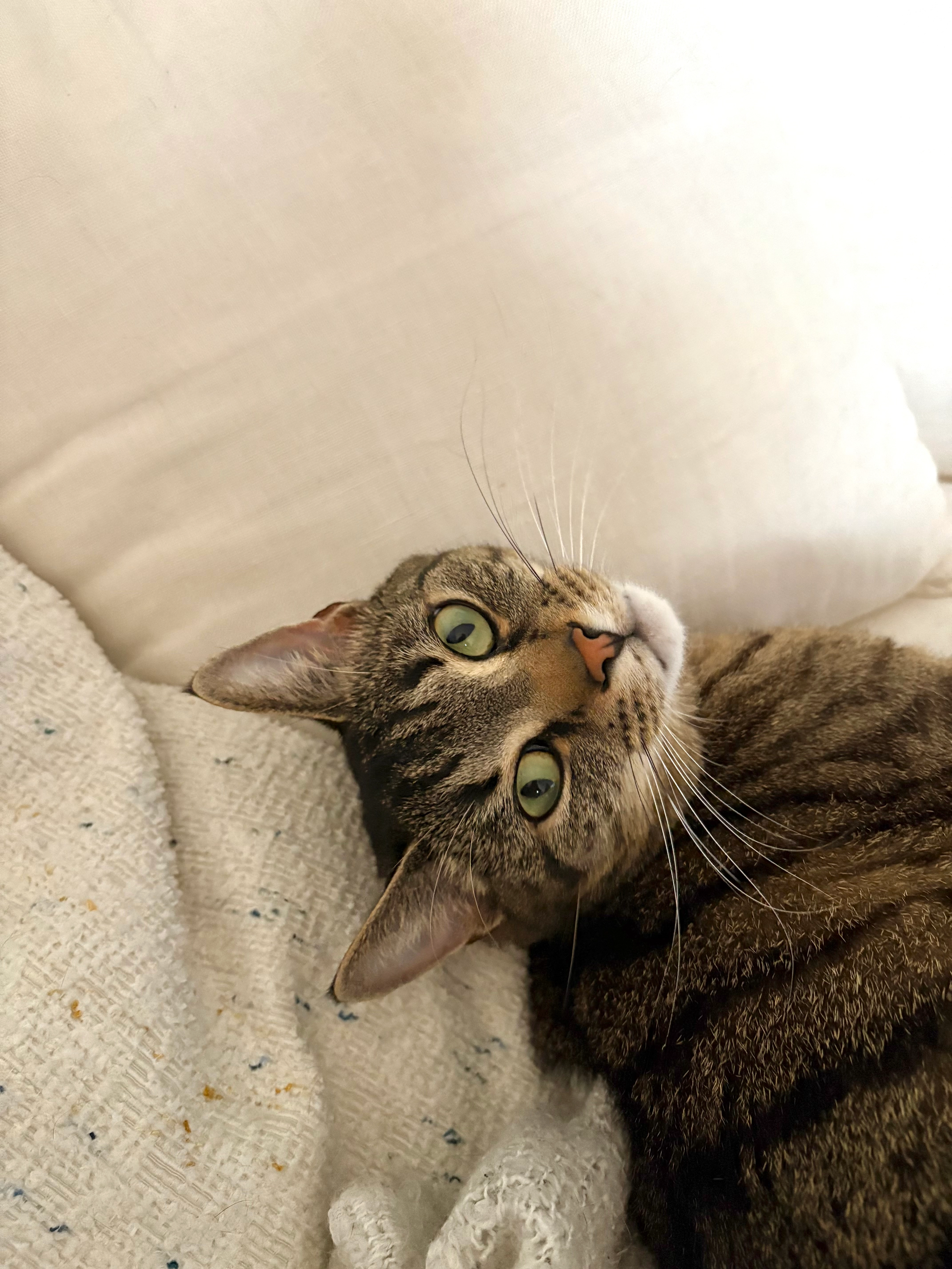 Murphy - 32 Rue de Lattre, Houssen