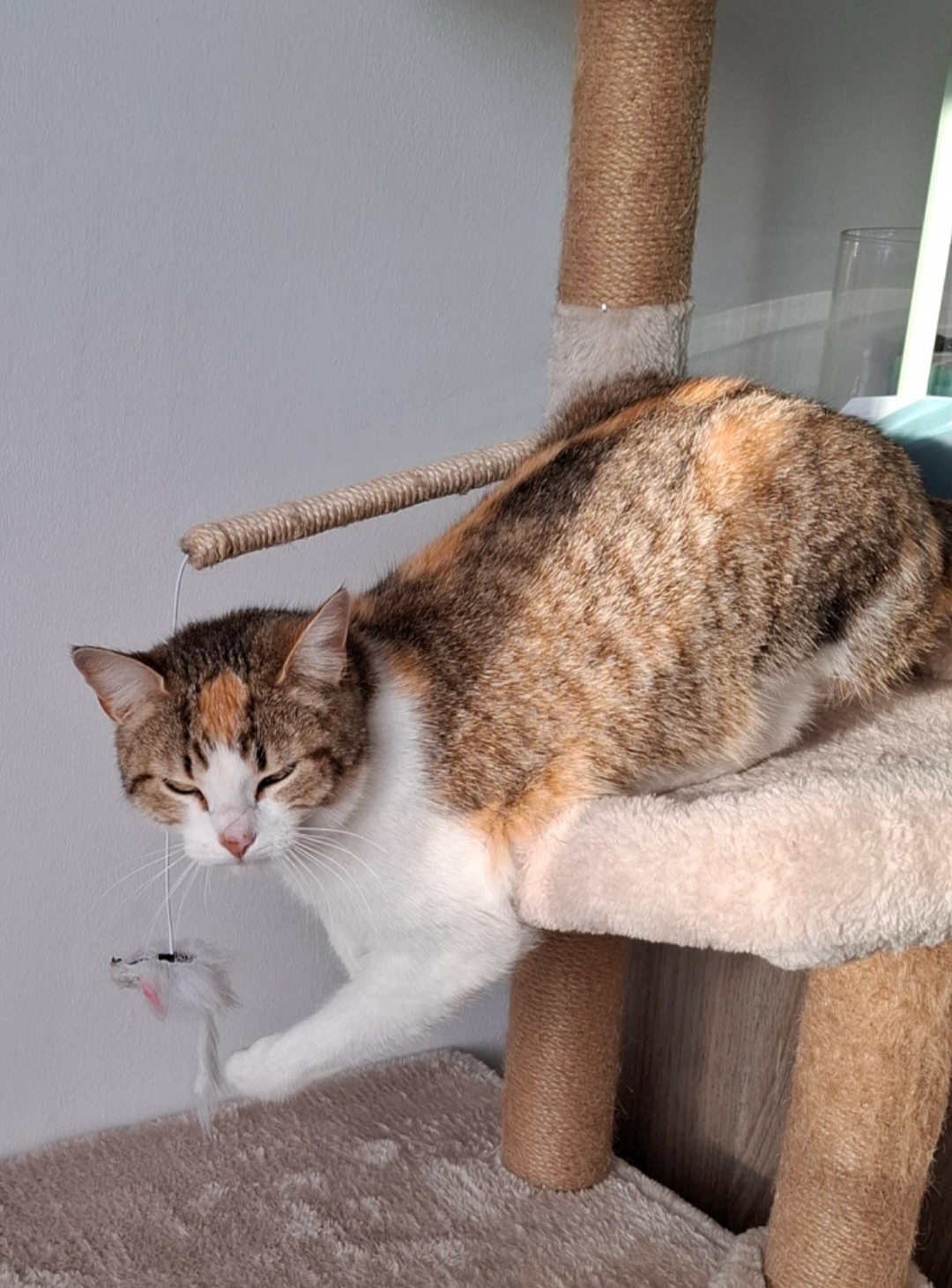 Noisette -  Rue Henri Groues dit Abbé Pierre, La Frénaye