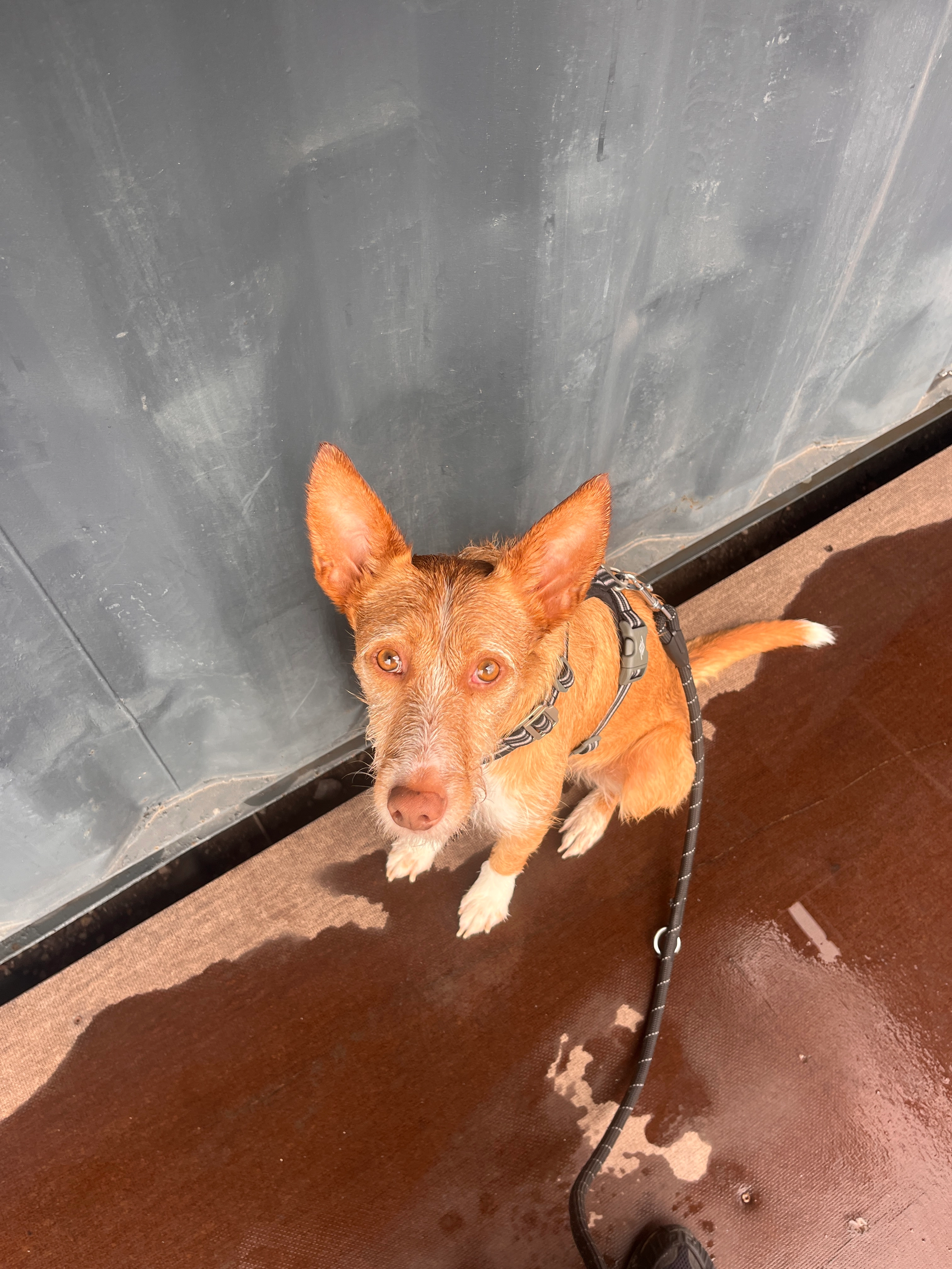 Jack - Rue Armand-Caduc, Bordeaux