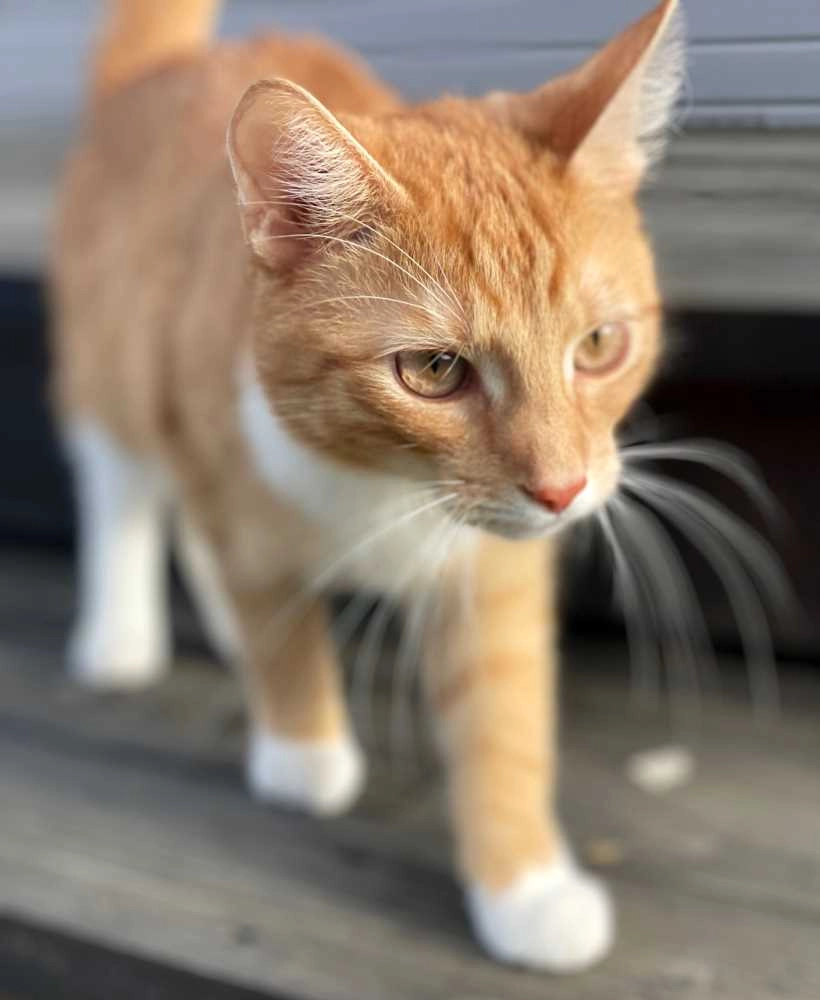 Kirk - Schillerstraße 24, Eberswalde