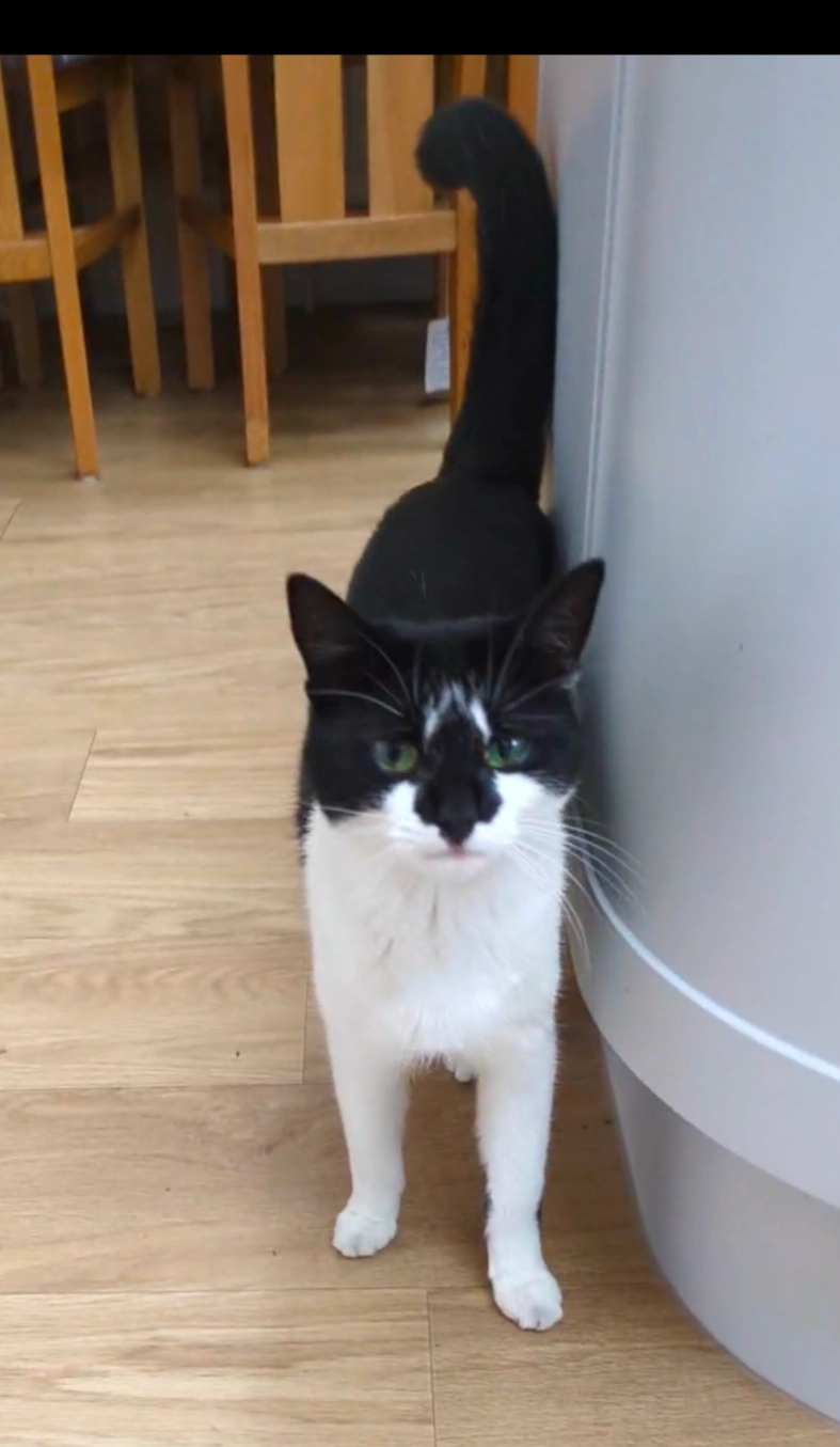 Daisy - Antrim Road, Southend-on-Sea