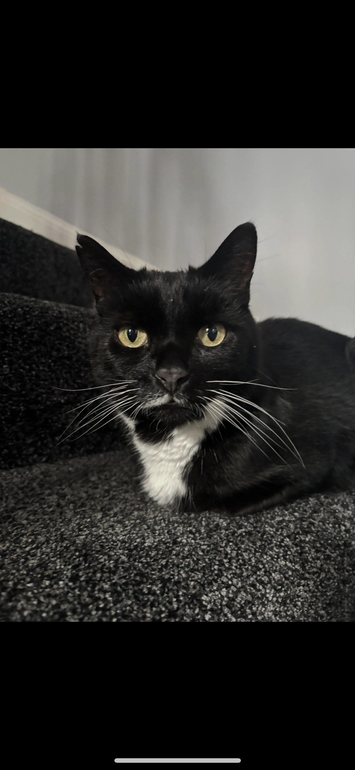 Enzo - Arbirlot Road, Arbroath