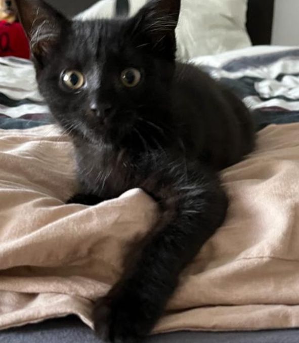 Lilly - Oberehrenbach, Leutenbach