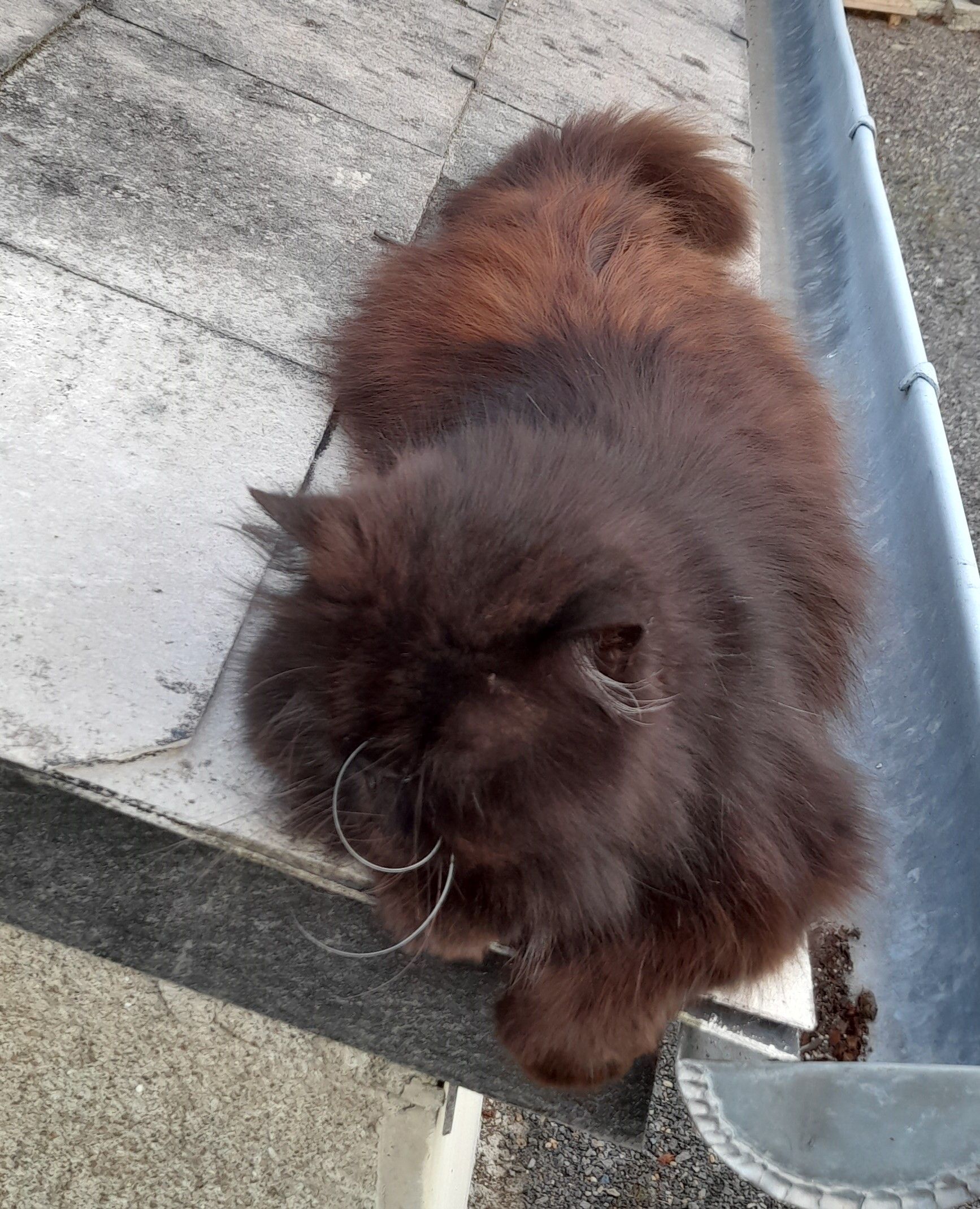 Flopy - Le Bas Cléa, Sainte-Marie