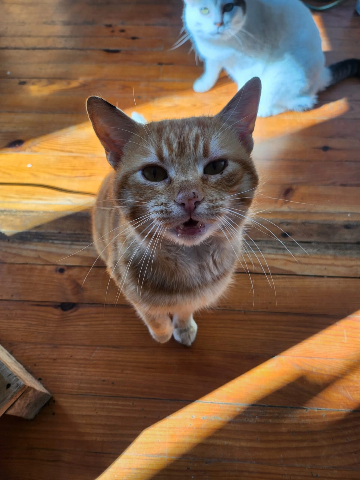 Saphir - Avenue de Bordeaux, Valence-d'Agen