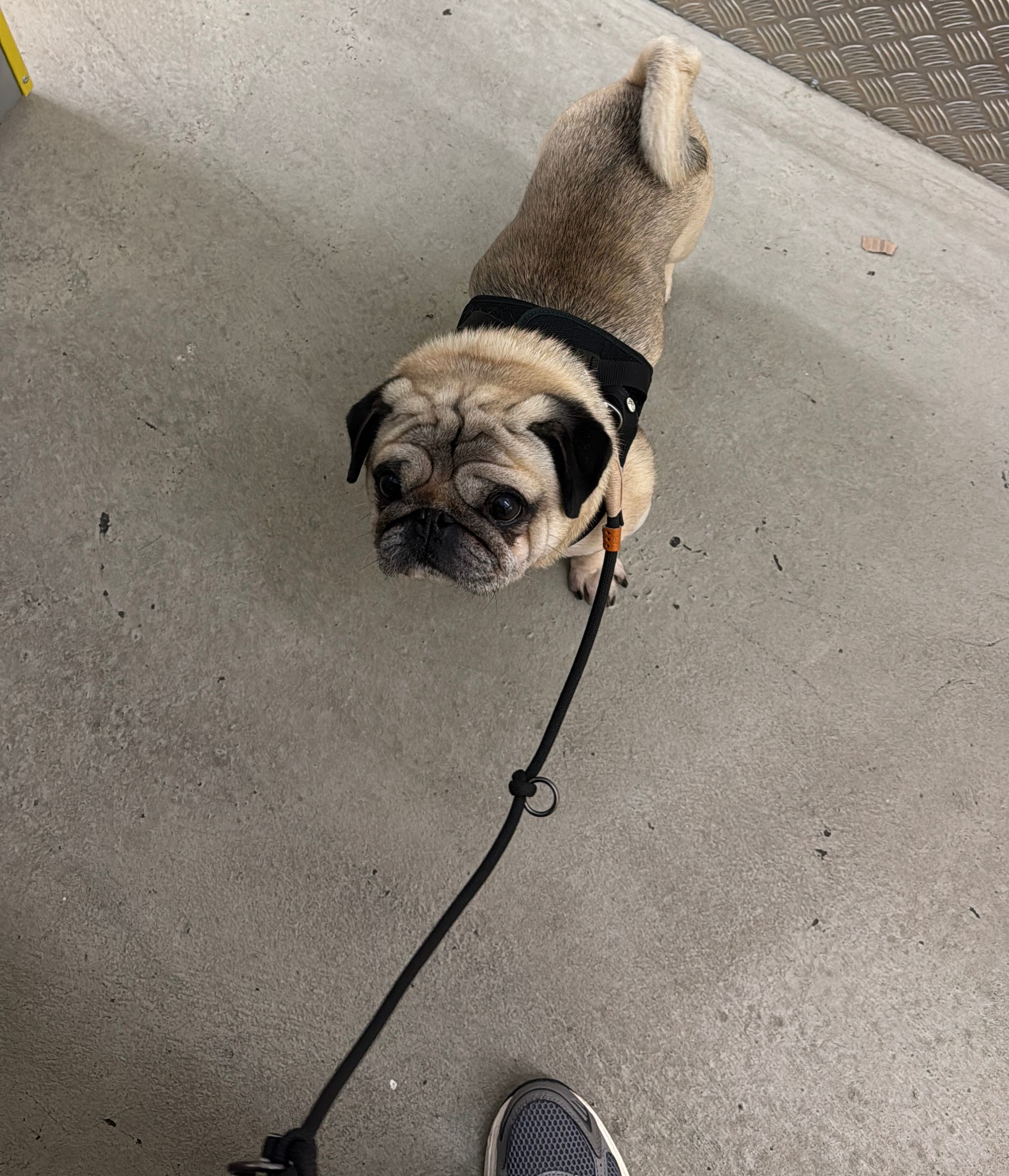 Balou - Kottbusser Damm 20, Berlin