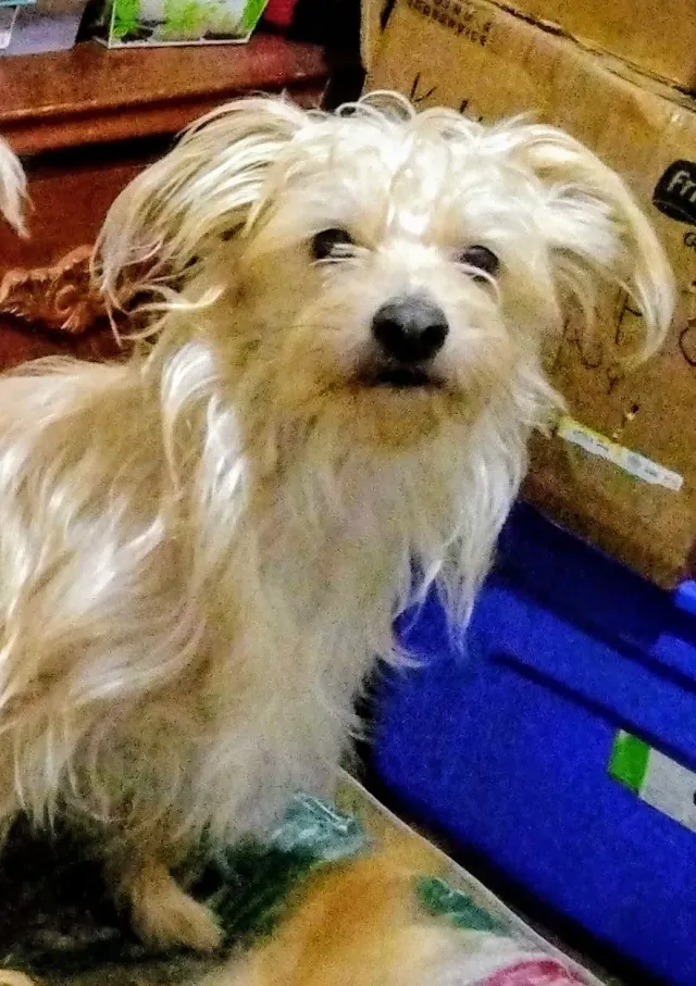 Stud Muffin - N Timber Ave, Bethany