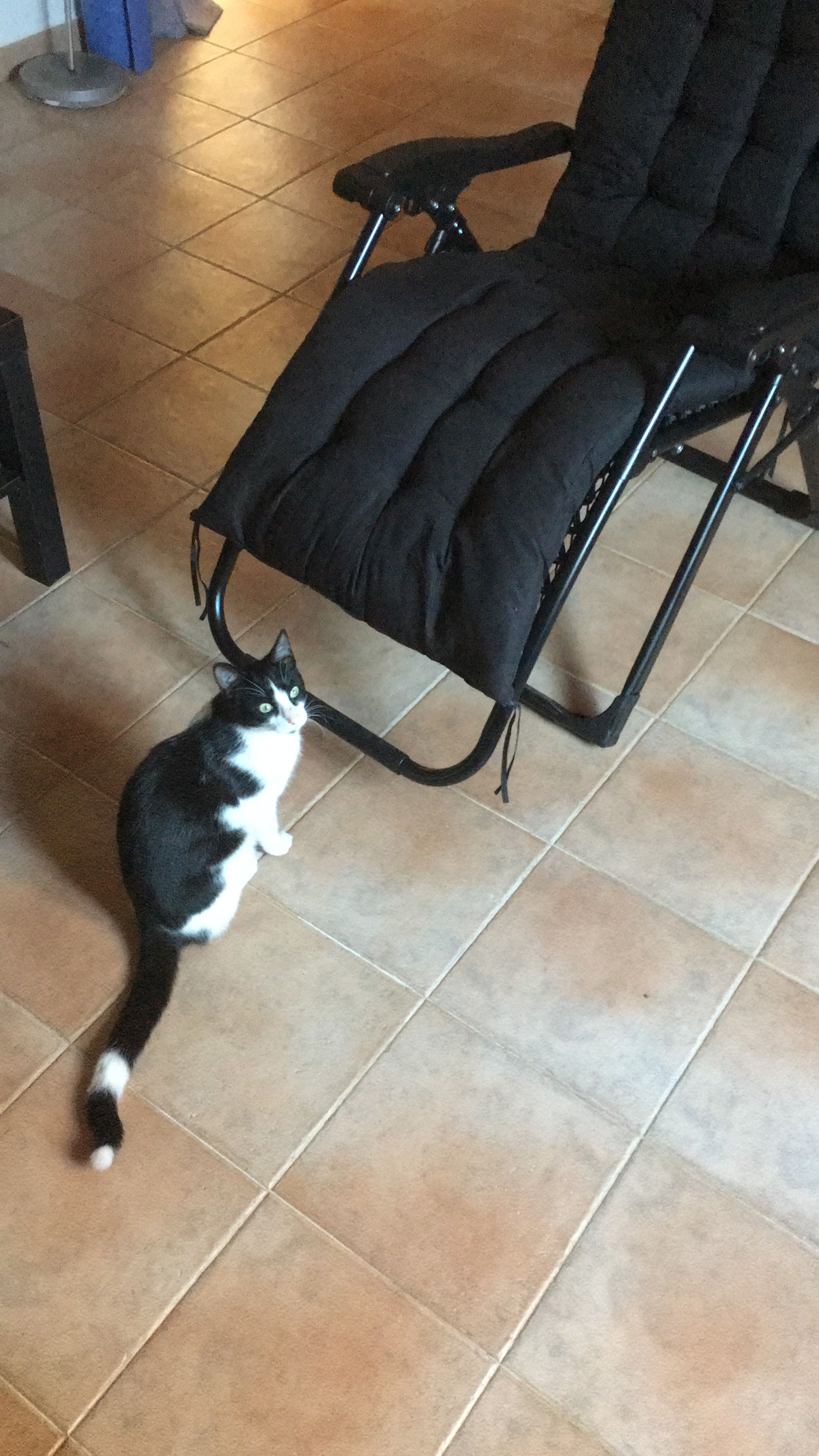 Zorro - Diseminado Polígono 8, Santanyí