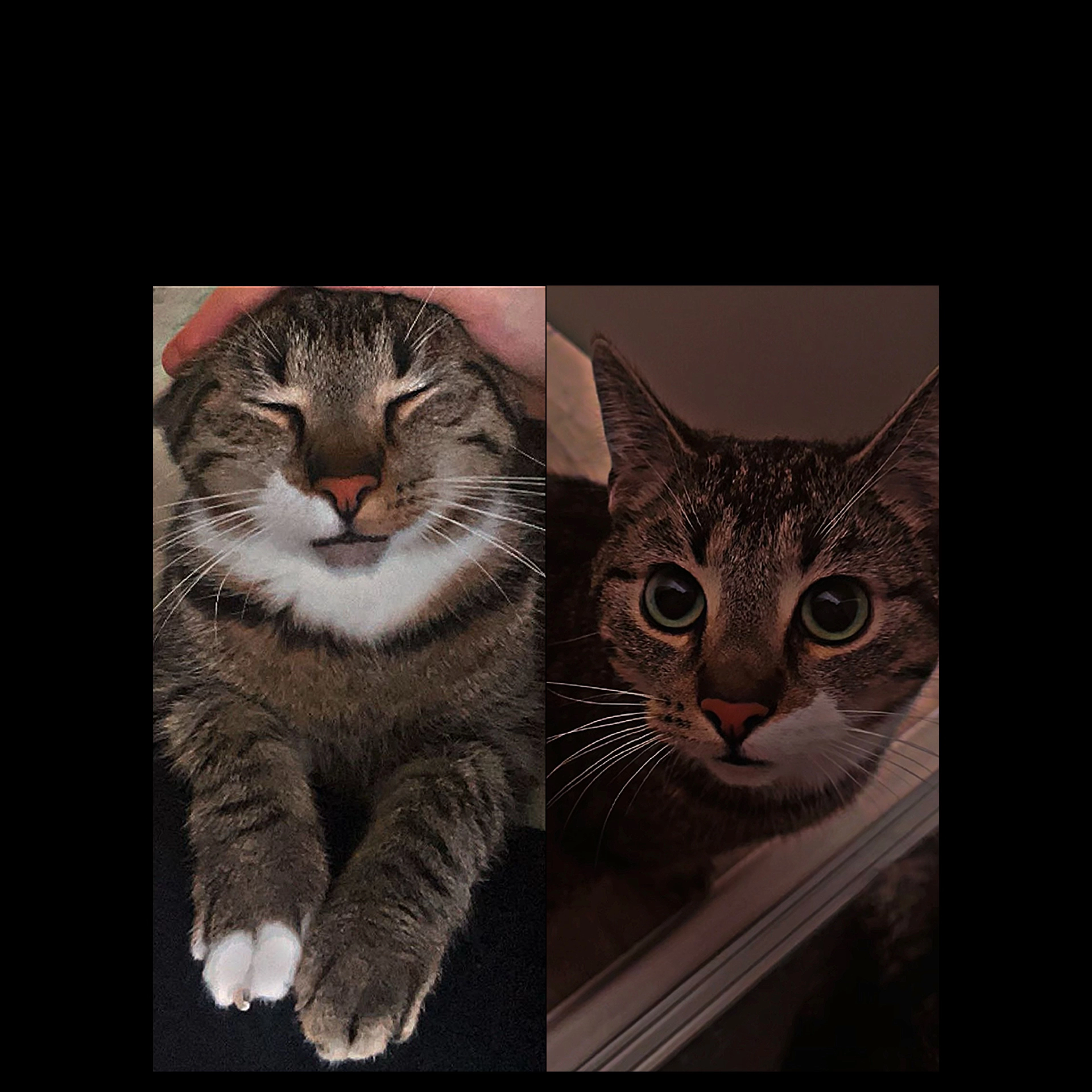 Jack - Philipp-Otto-Runge-Straße, Neubrandenburg