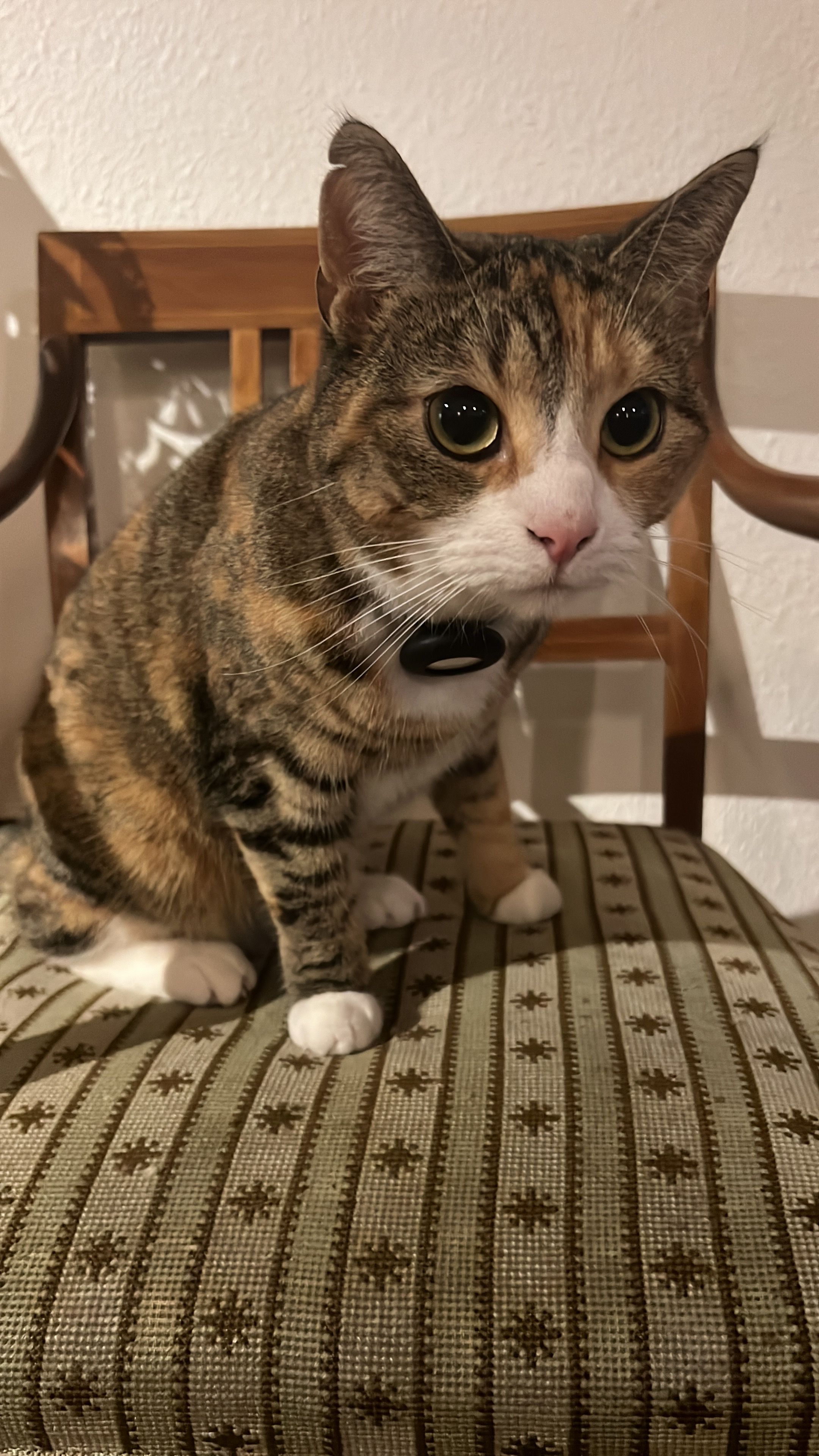 Hazel - Juelsparken, Aalborg SØ