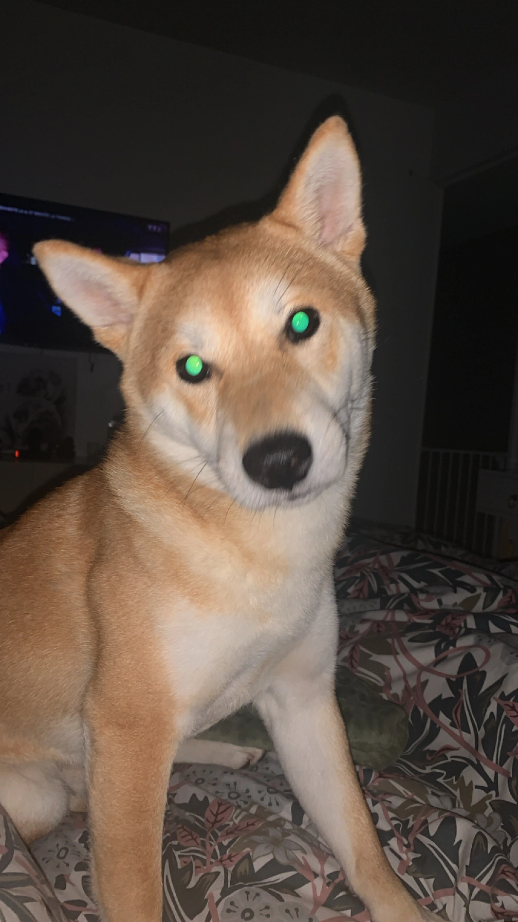 Sanka  - 1112 Route du Saut des Cuves, Xonrupt-Longemer