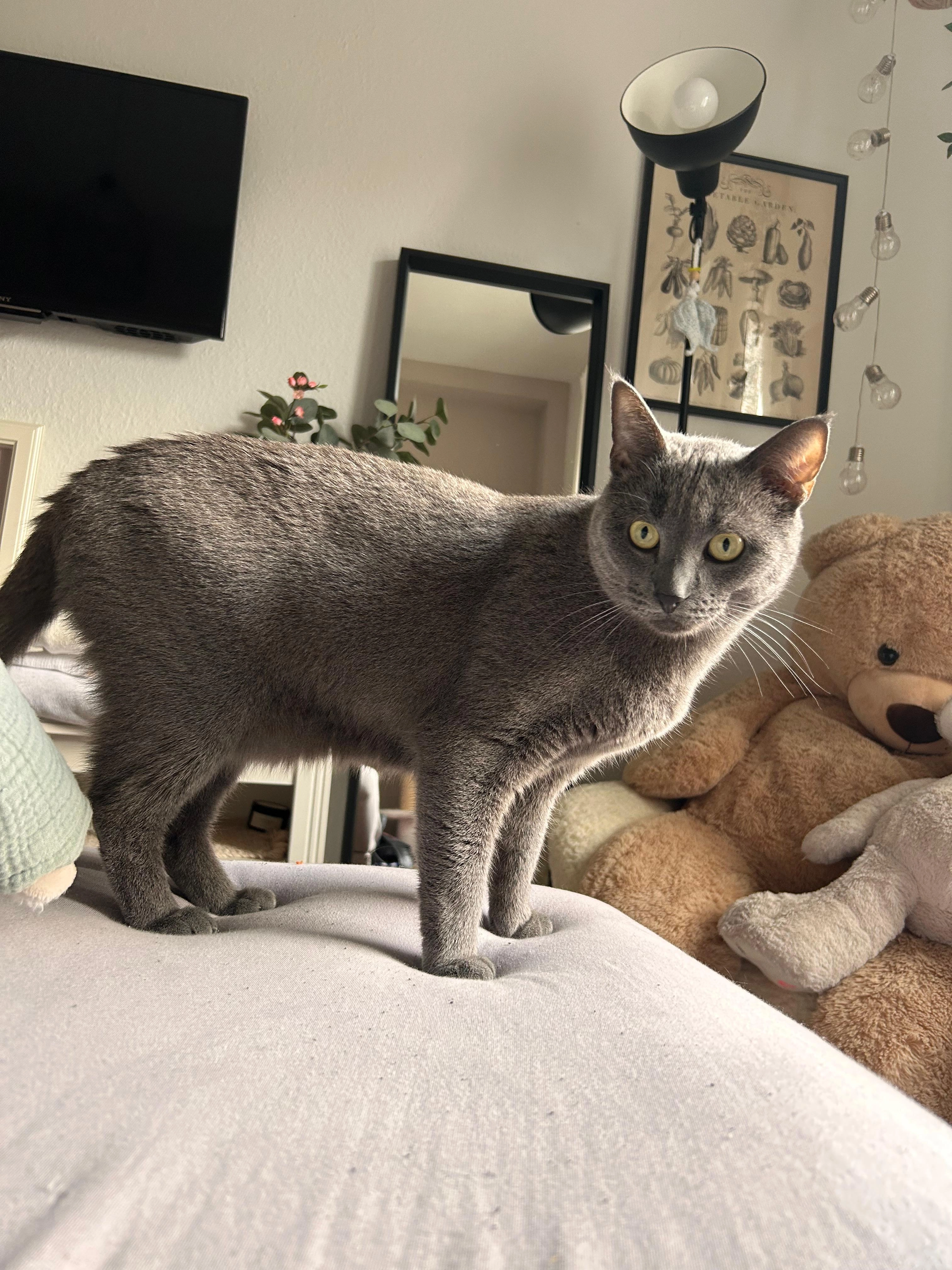 Akela - Hindenburgstraße 25, Nidda