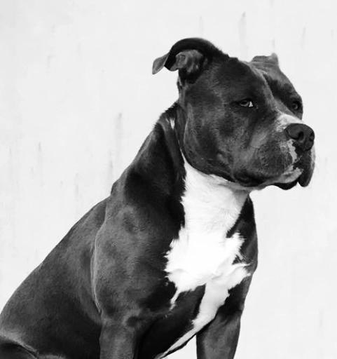 Neya - 22 Rive de la Liane, Saint-Martin-Boulogne