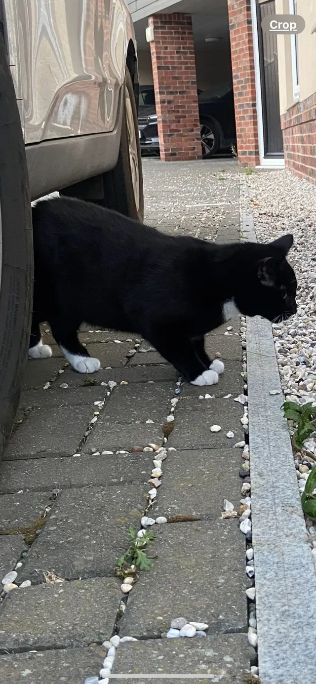 Popcorn - Hummerston Close, Buntingford