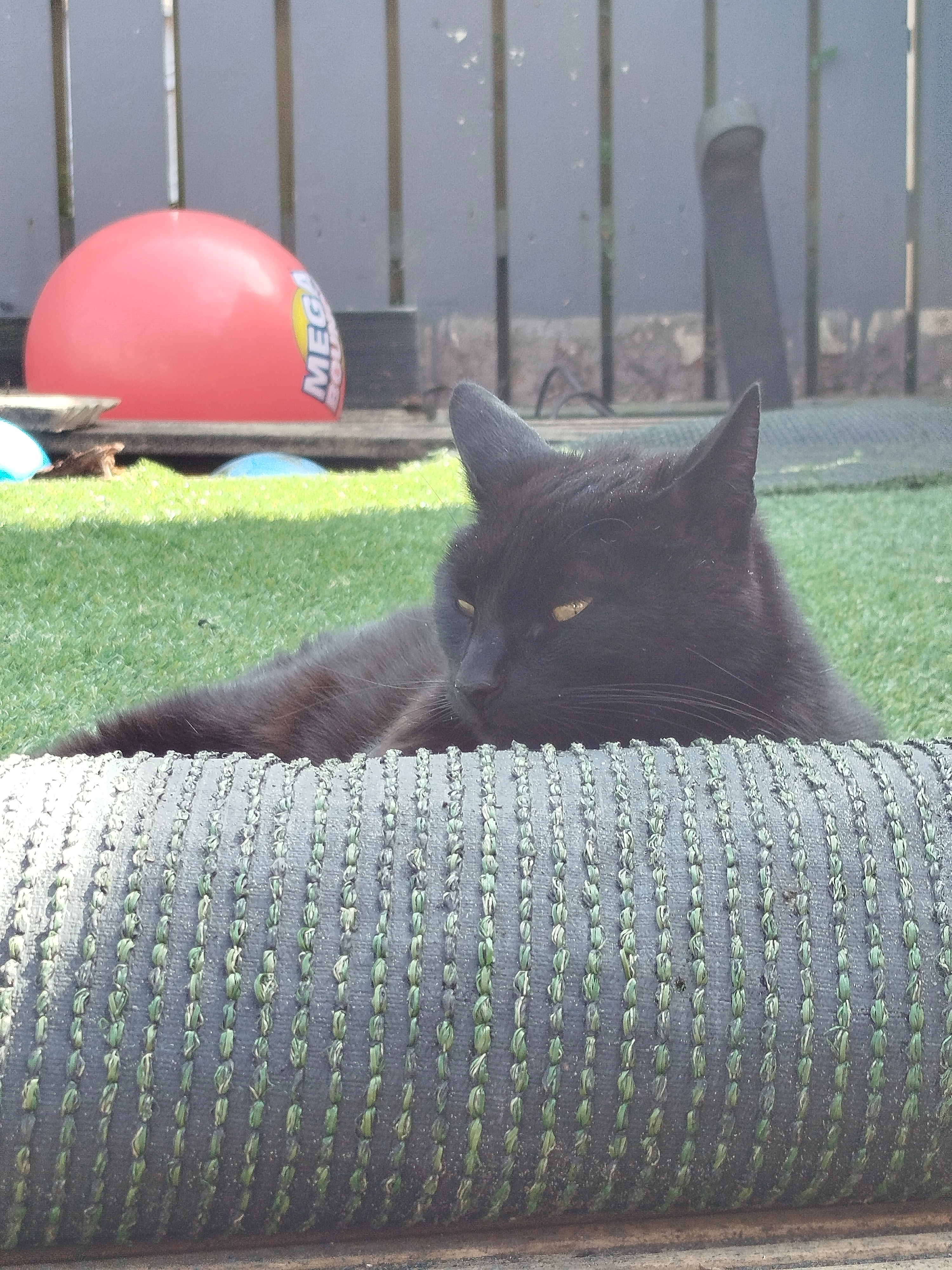 Nacho  - Mossvale Avenue, Newtownards