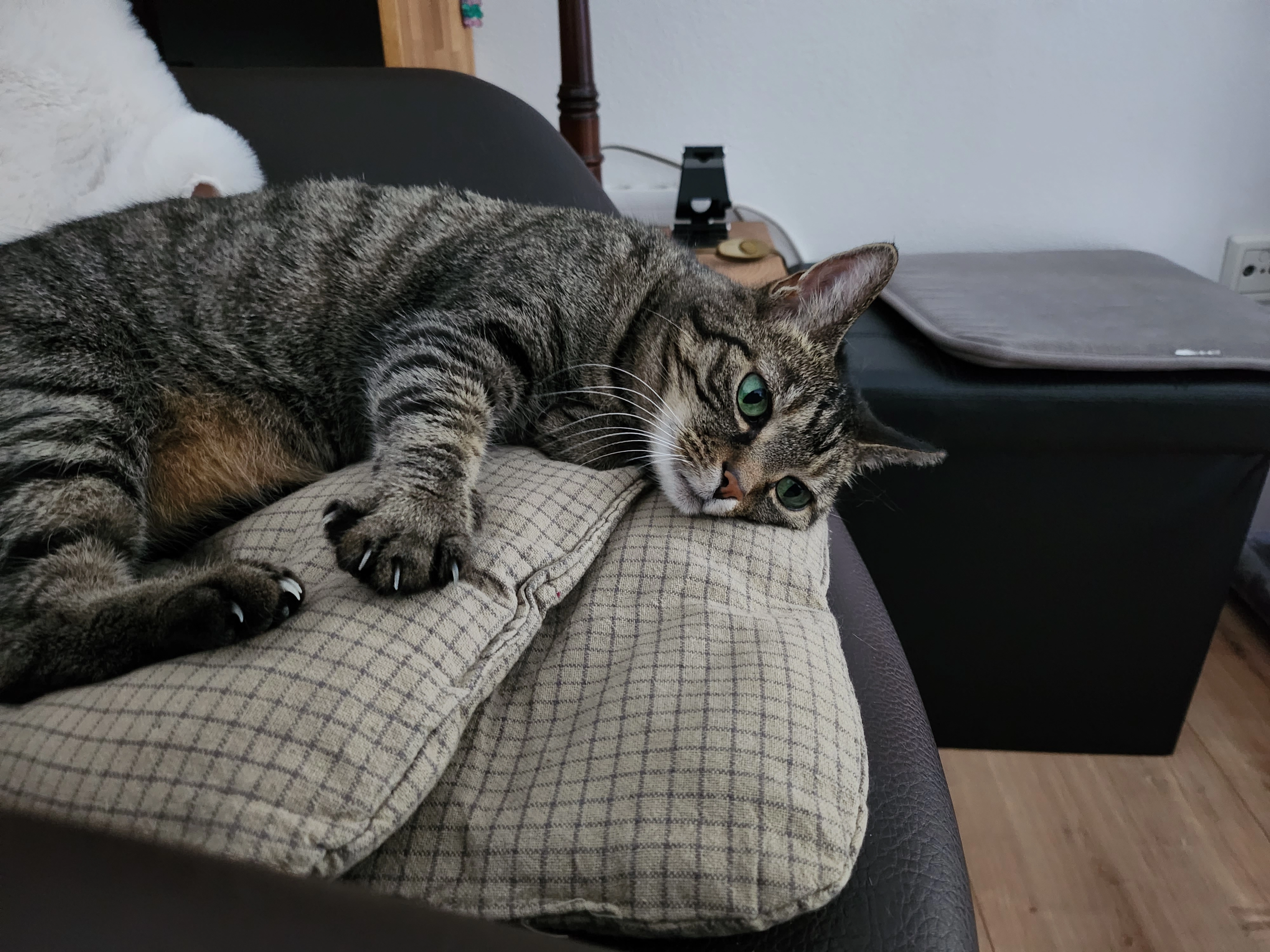 Kralle - 97762, Hammelburg